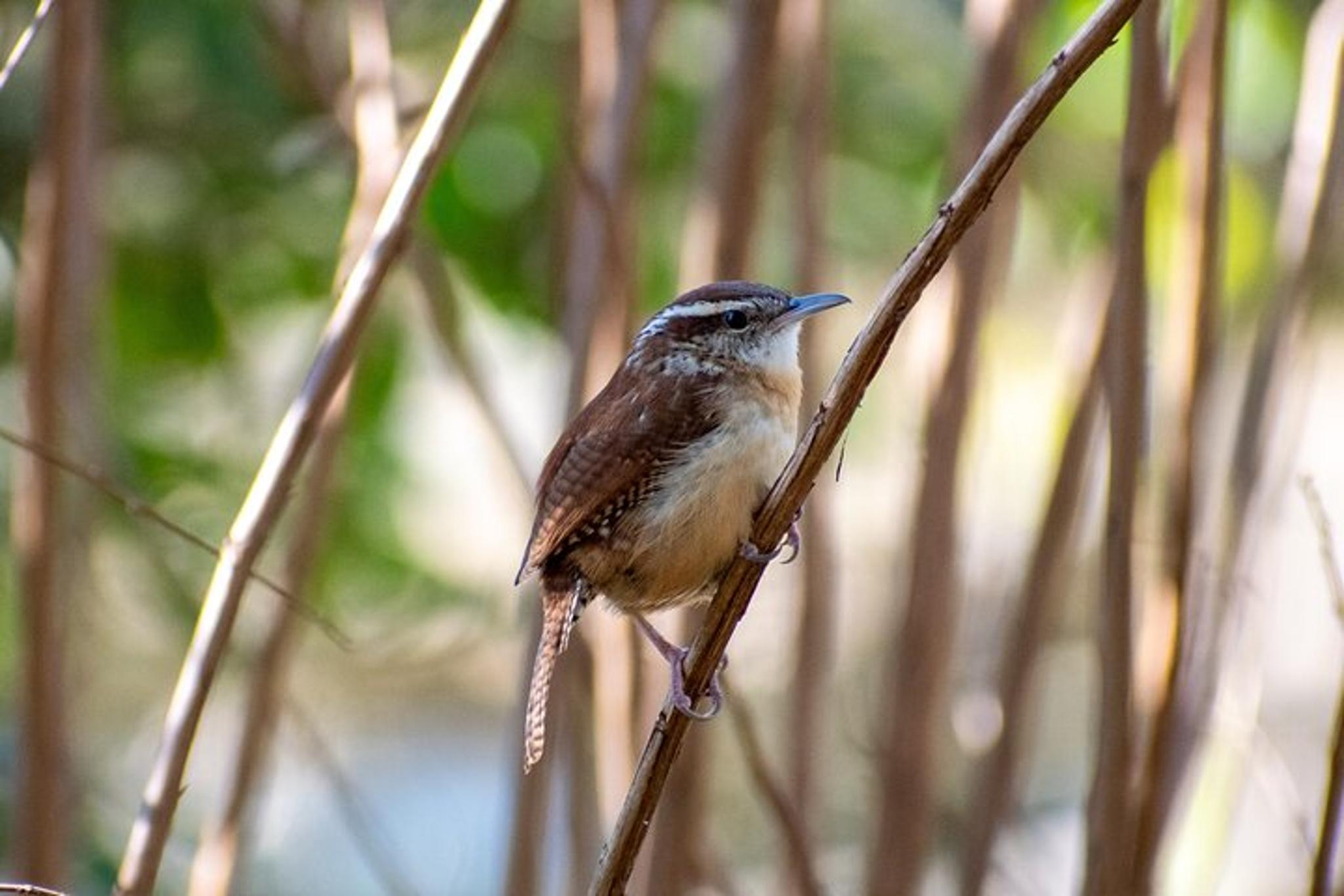 Charleston Birding Tour in Hampton Park - Image 4