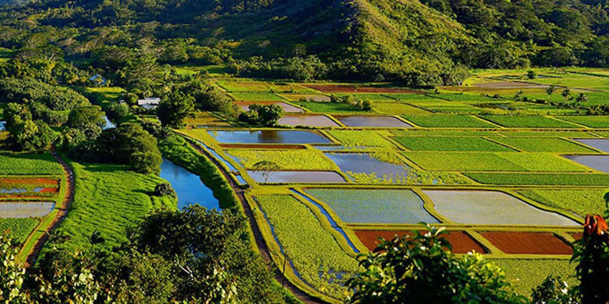 Kauai Highlights and Movie Sites Tour - Image 3