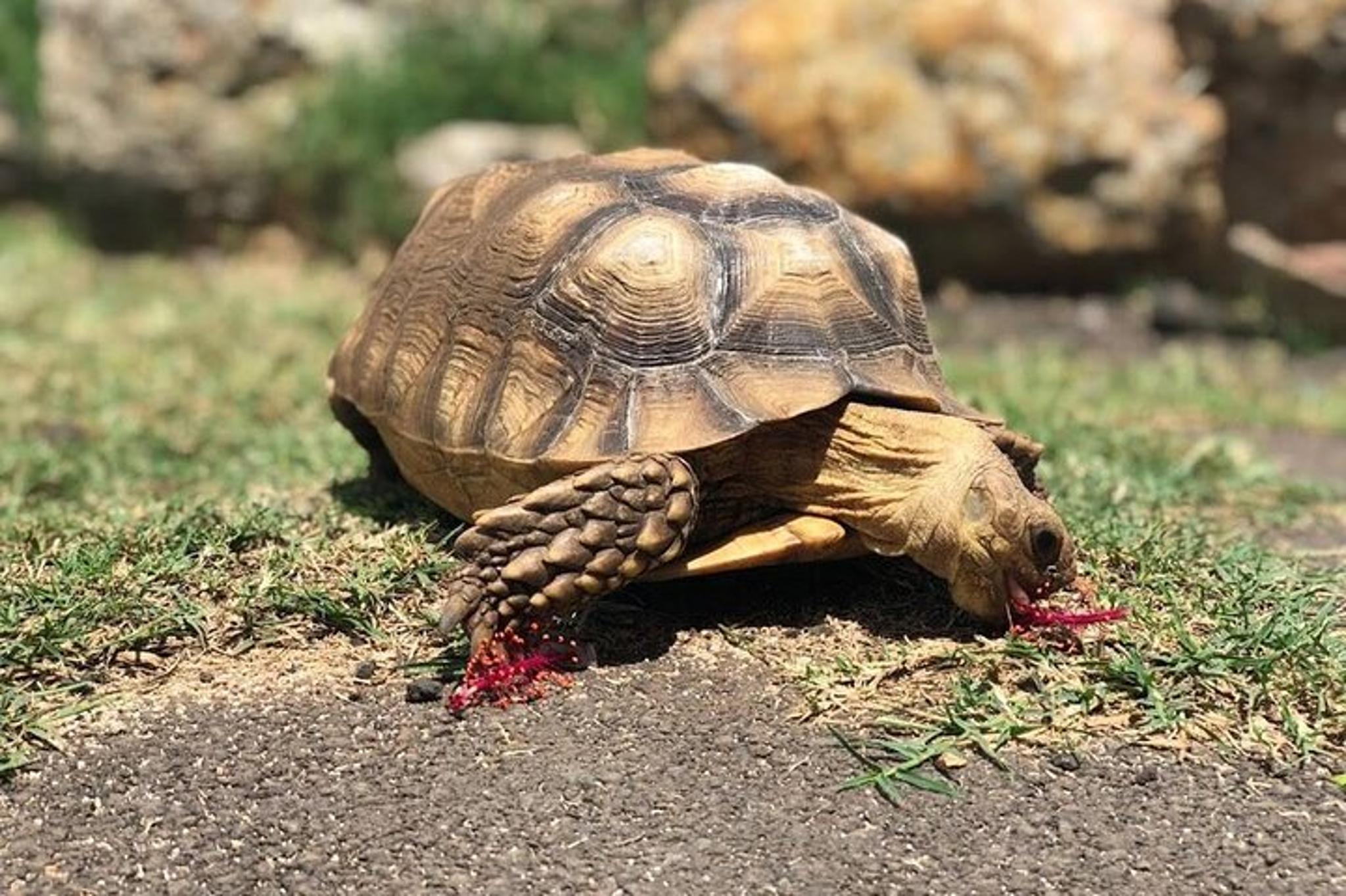 Anahulu River Kayak and SUP Adventure with Lunch
