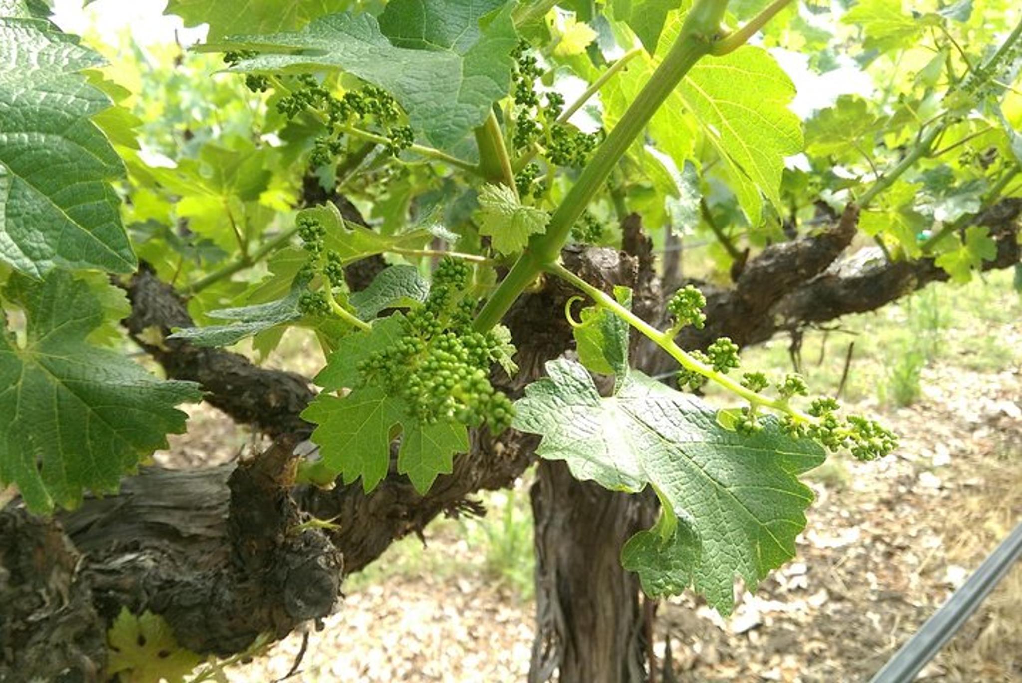 Napa and Sonoma Private Wine Tour 8 hr - Image 2