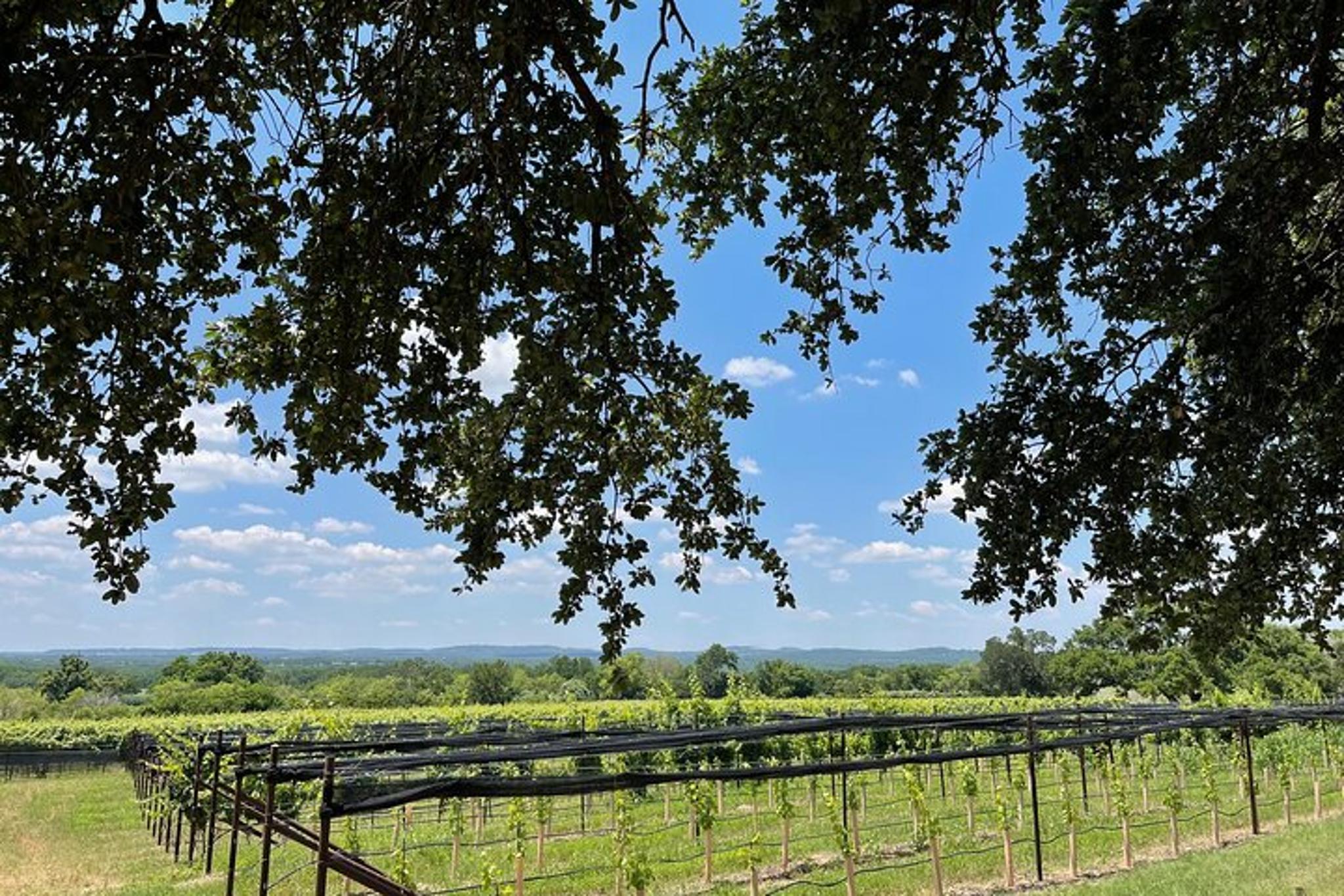 Fredericksburg Wine Tasting Tour: 3 Wineries and Lunch - Image 6