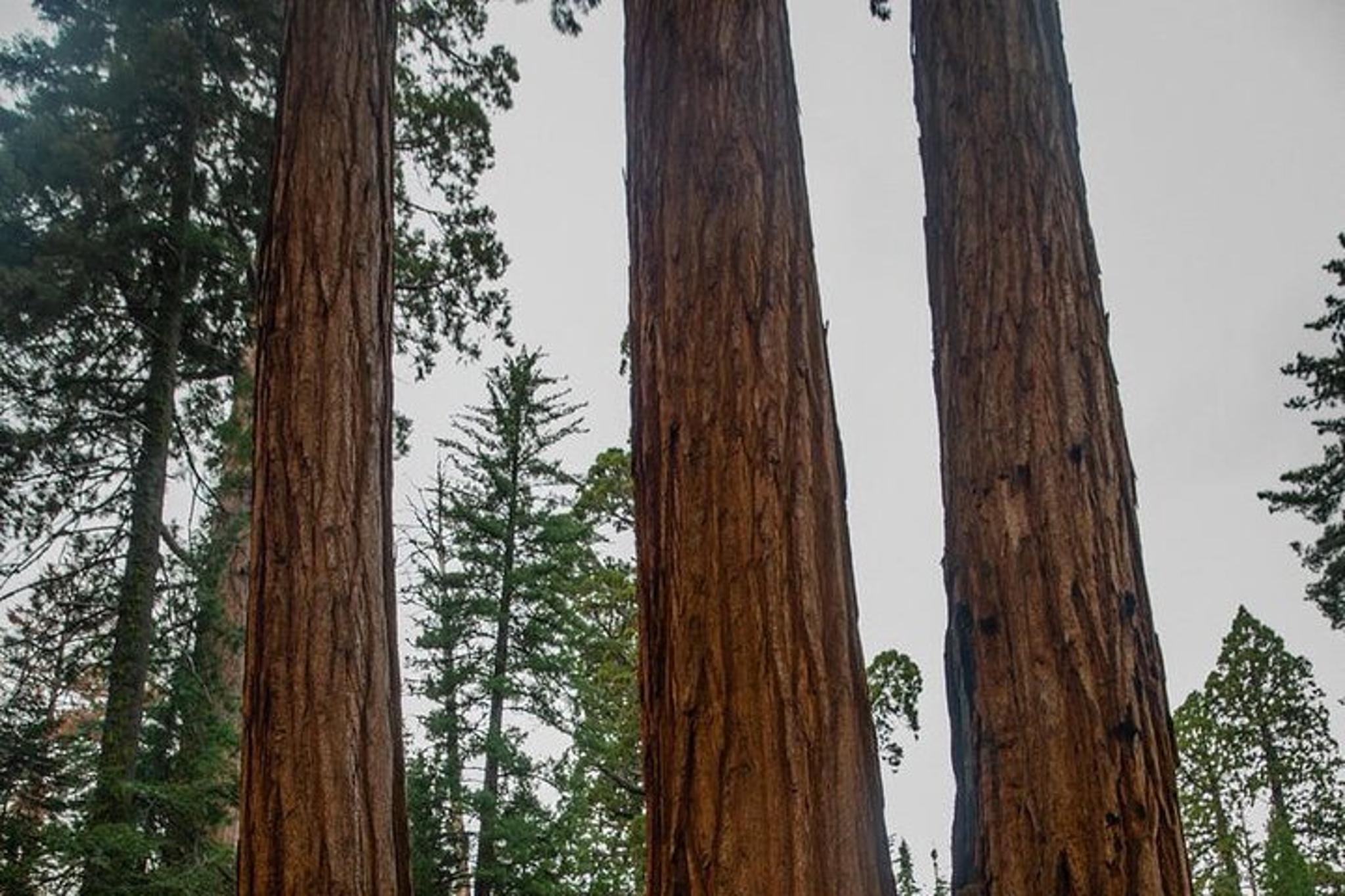 San Francisco to Big Sur Private Tour - Image 3