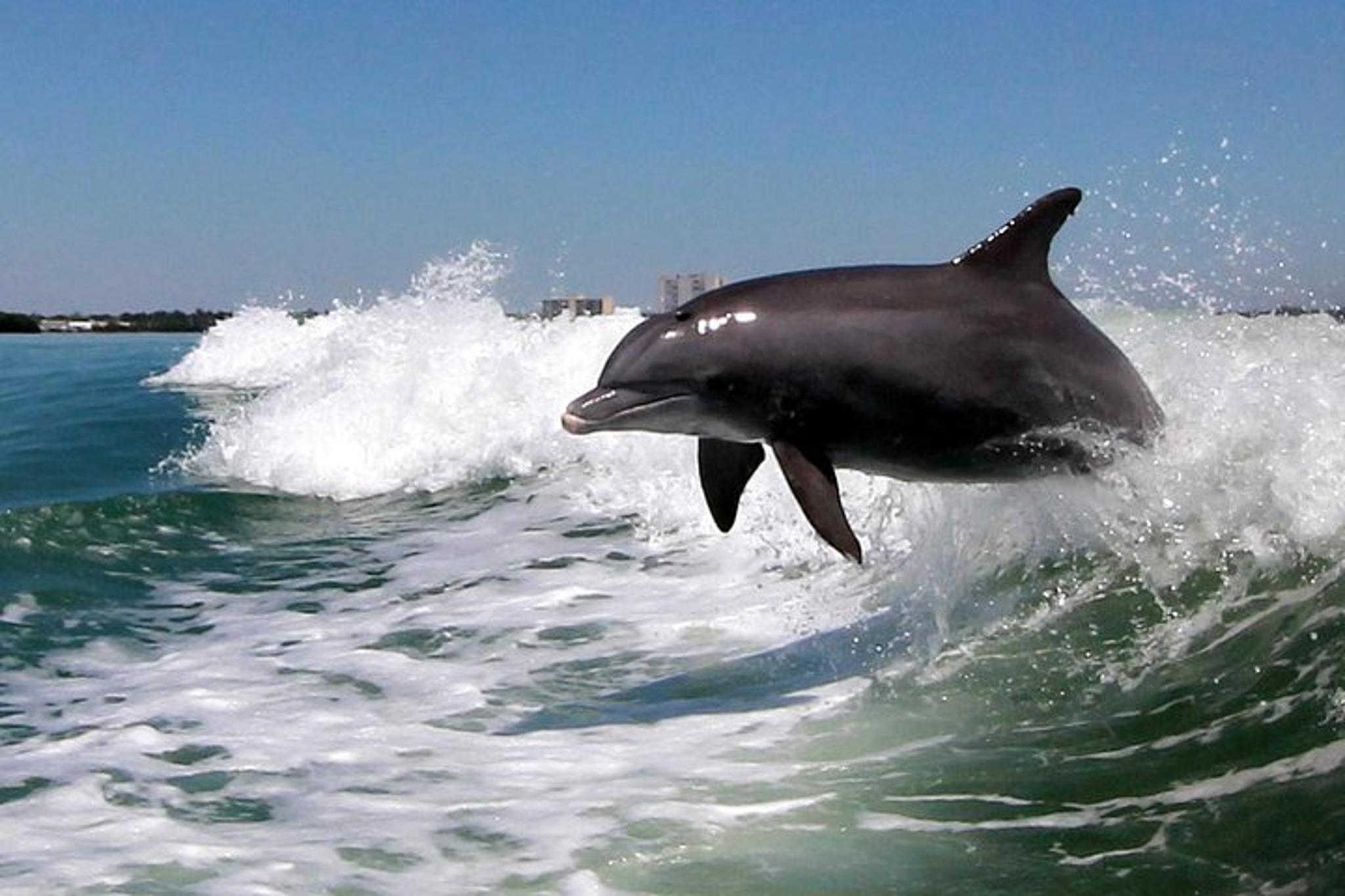 St. Pete Beach Dolphin Racer Adventure - Image 5