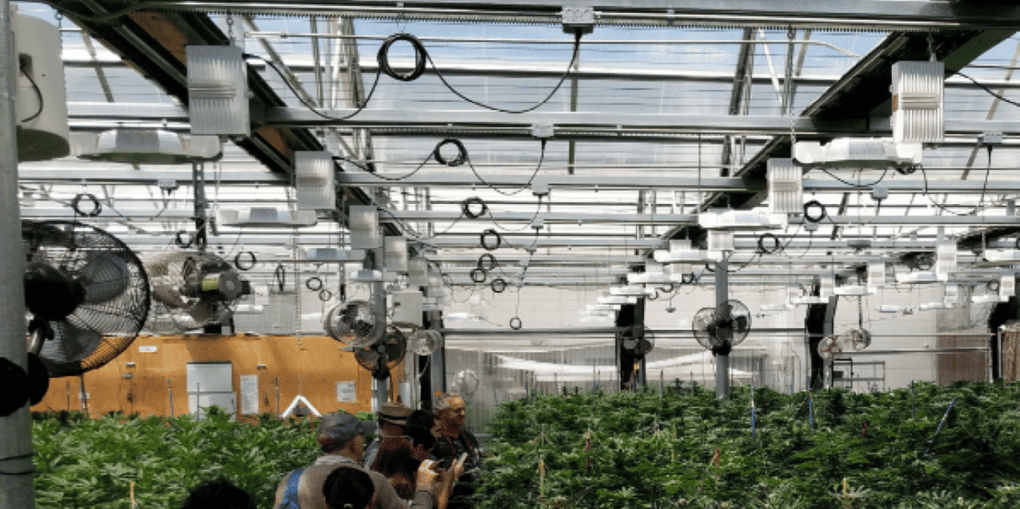 Denver Cannabis Grow Tour and Brewery Visit - Image 3