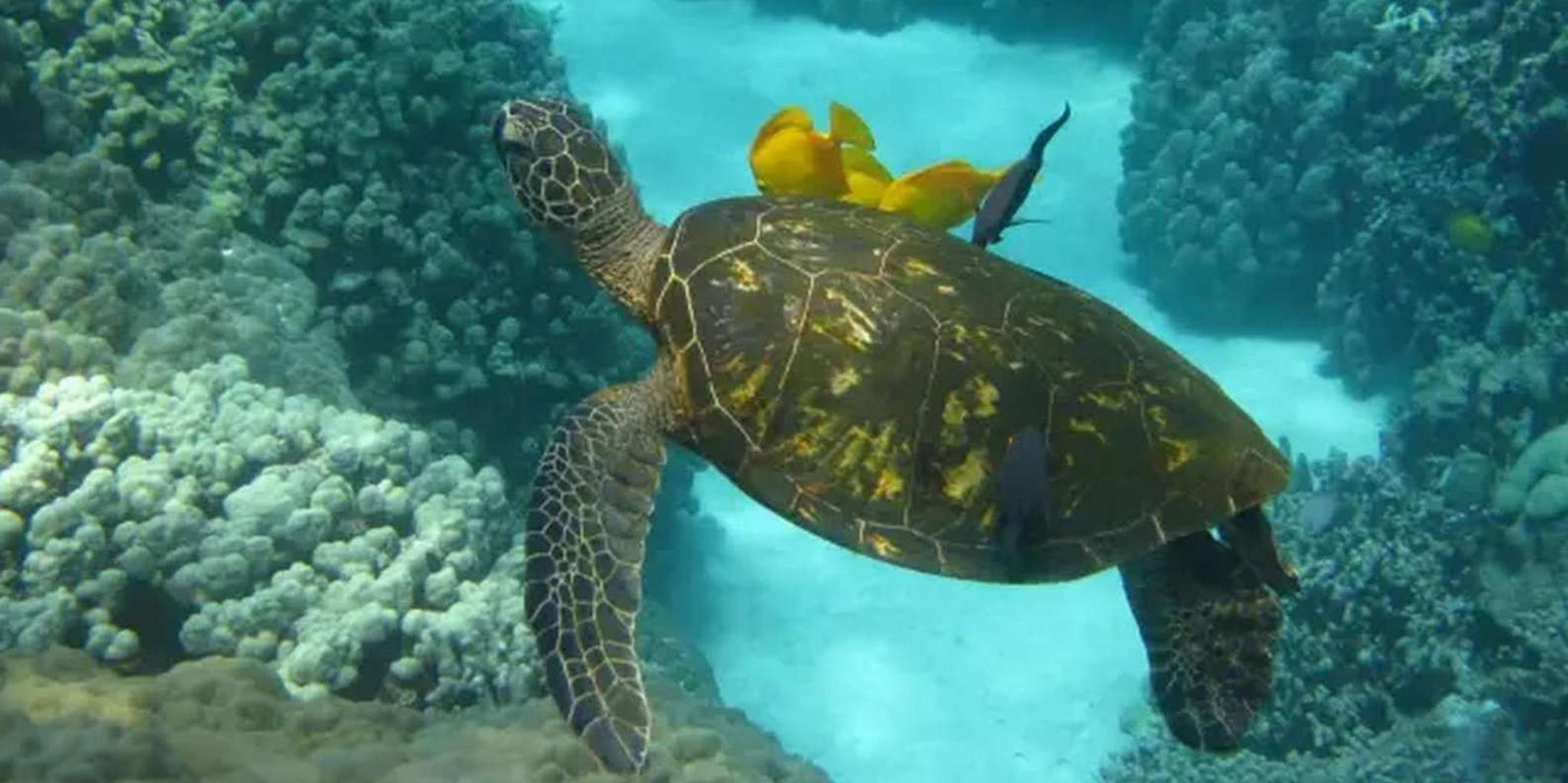 Kailua-Kona Snorkel Tour to Captain Cook Monument