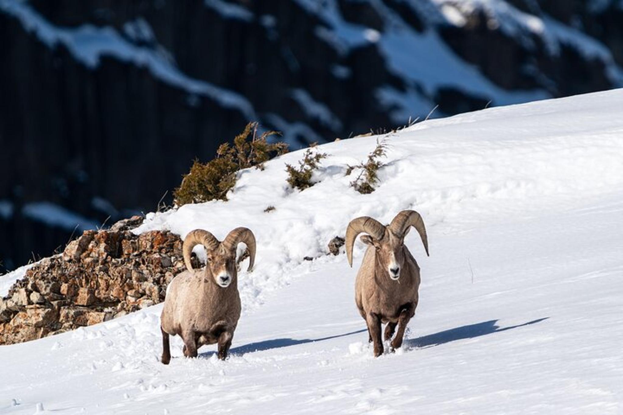 Yellowstone Wildlife Photography Tour - Image 3