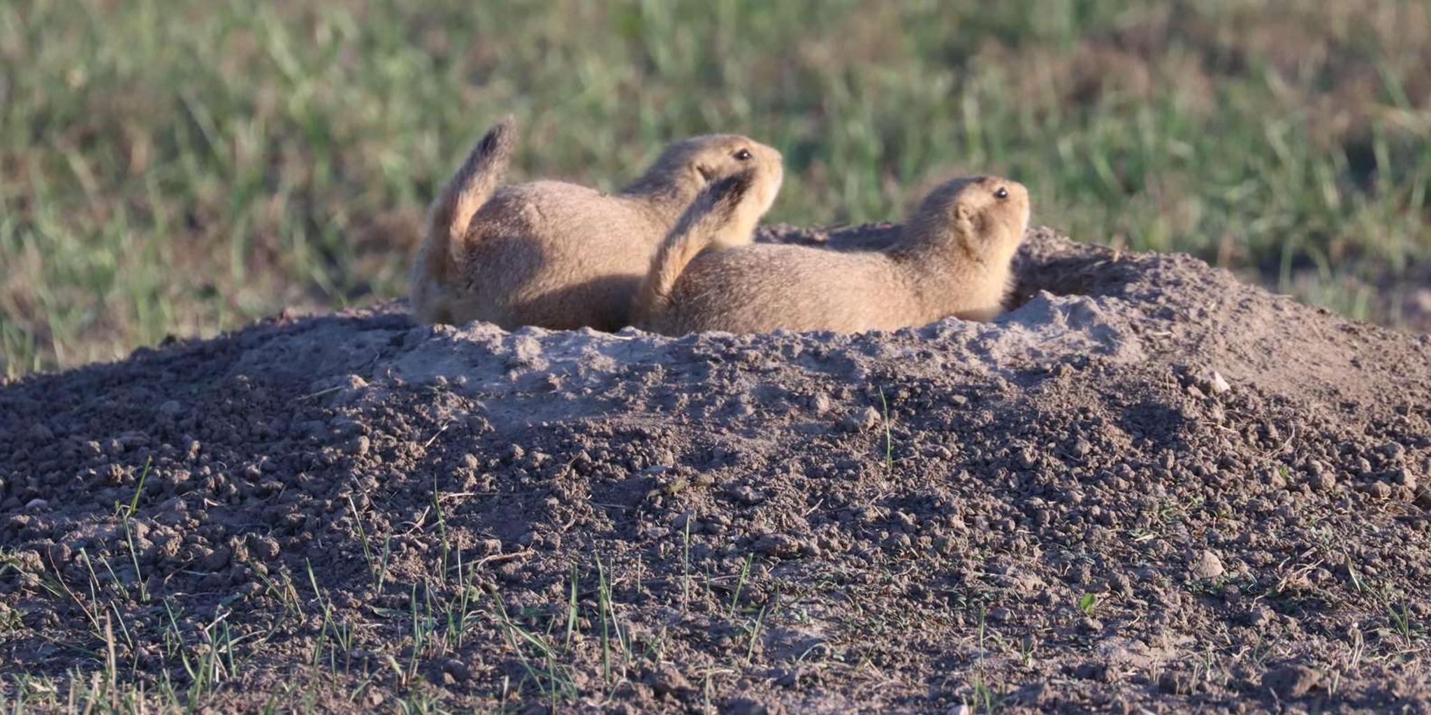 Rapid City Badlands Wildlife and Sunset Tour - Image 5