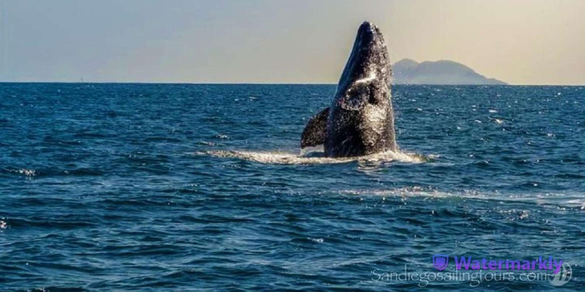 San Diego Marine Wildlife Tour with Lunch