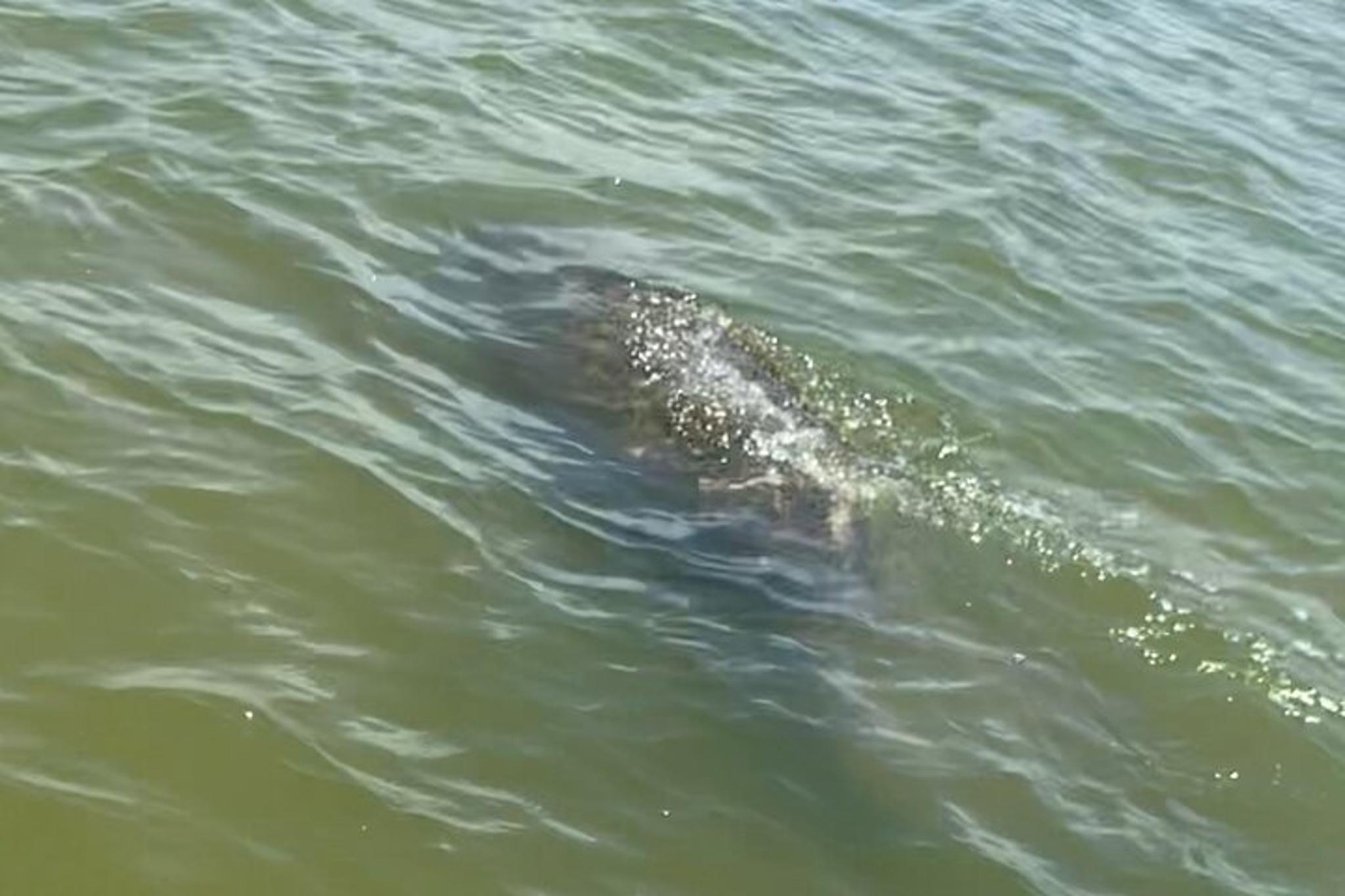 New Smyrna Dolphin and Manatee Kayak Adventure - Image 6