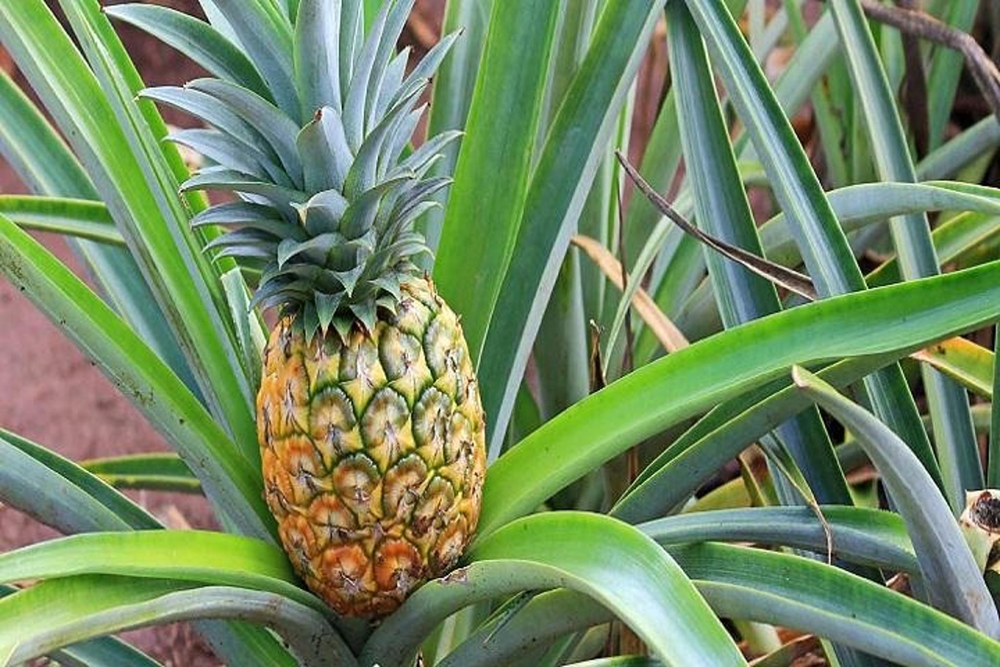 Pearl Harbor Battleships Tour from the Big Island - Image 5