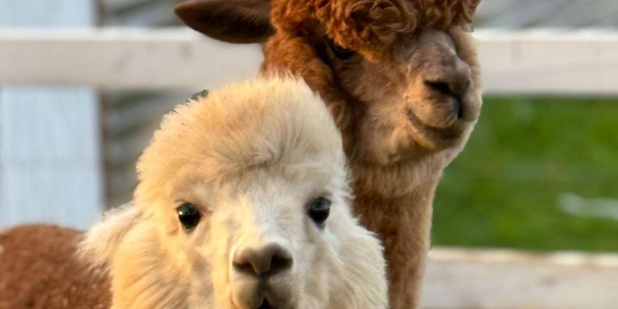 Maui Alpaca Tour on the Road to Hana - Image 5