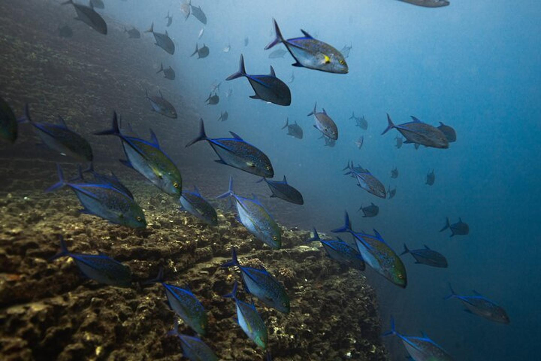 Ni'ihau Scuba Diving Adventure - Image 6