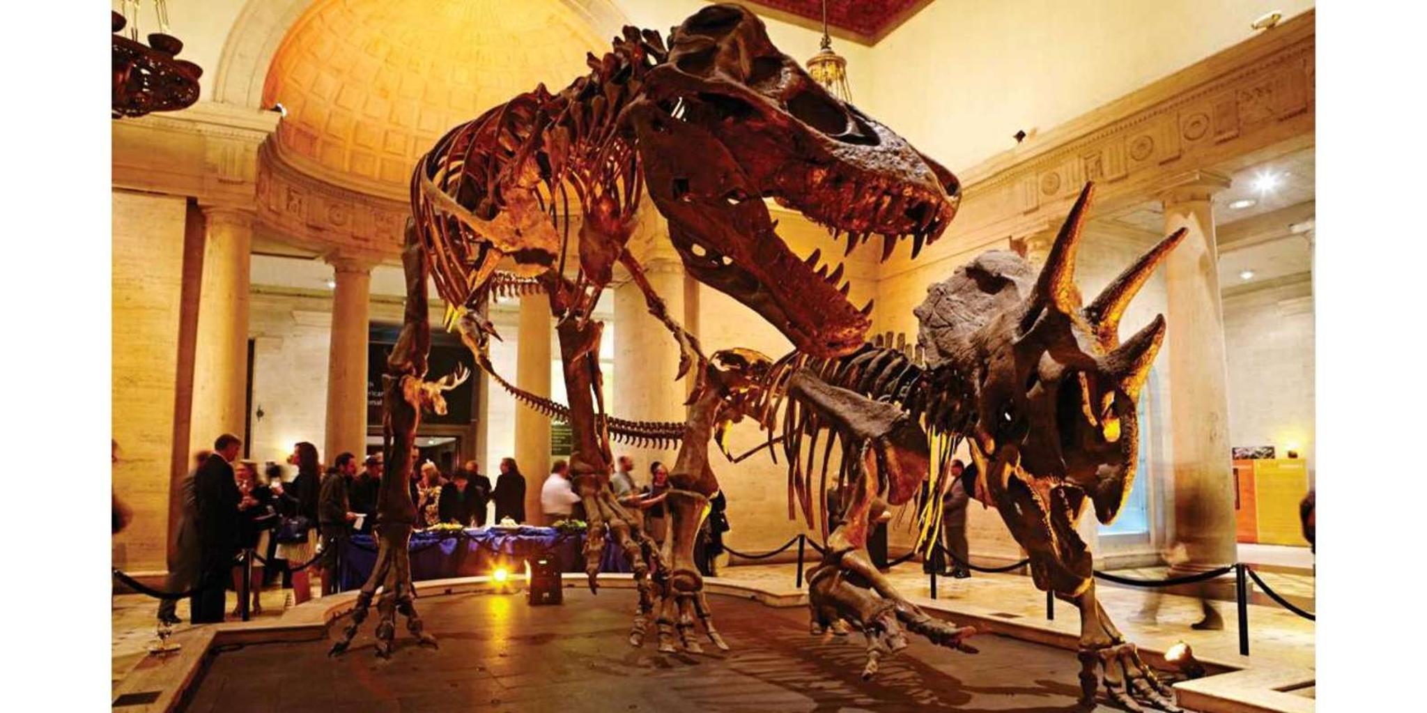 Los Angeles Natural History Museum Cat Exhibition - Image 5