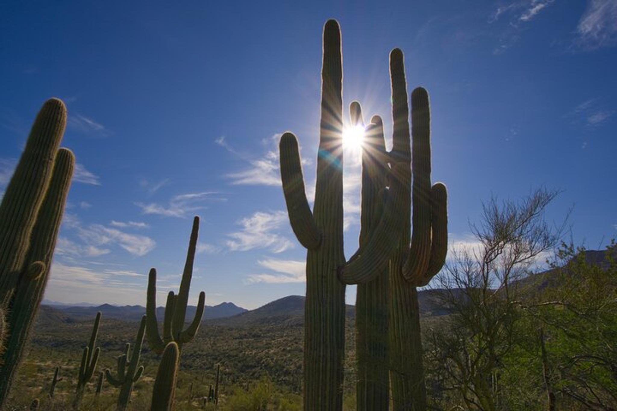 Scottsdale Tom's Thumb Hiking Adventure - Image 6