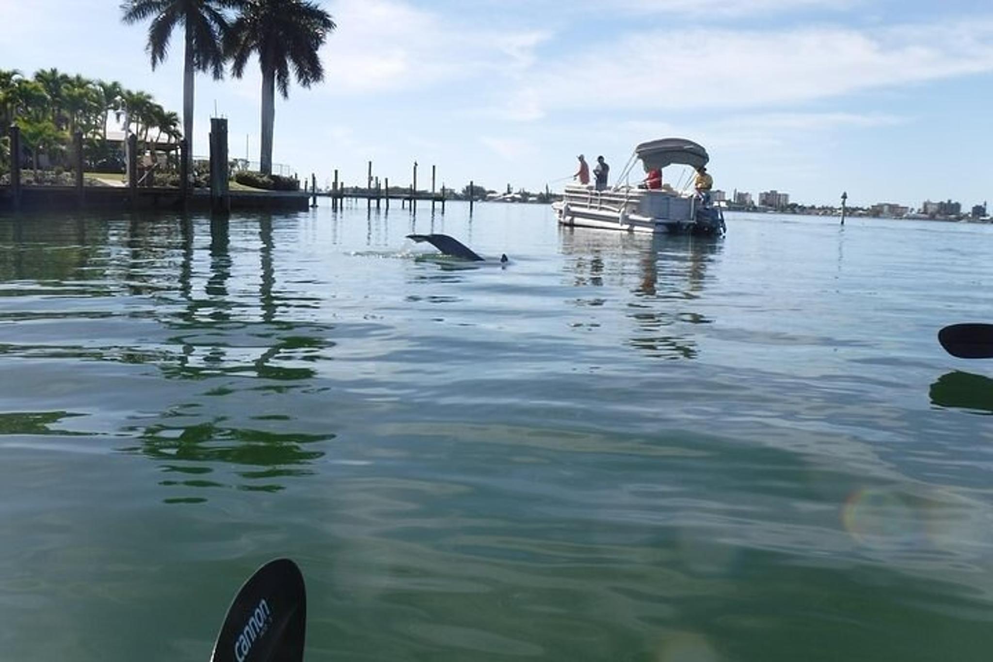 Pelican Bay Kayak Dolphin Eco Tour - Image 6