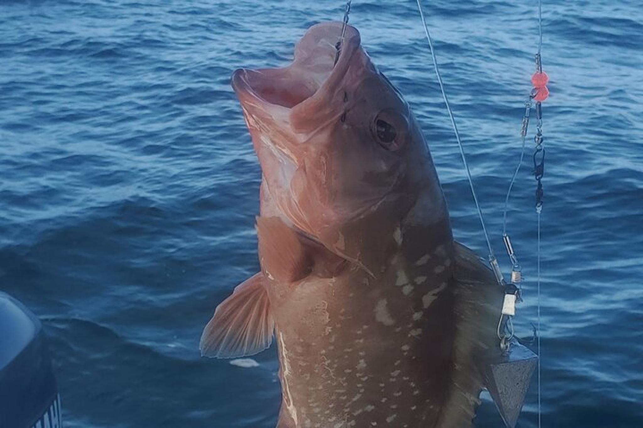 Englewood Offshore Fishing Charter - Image 6