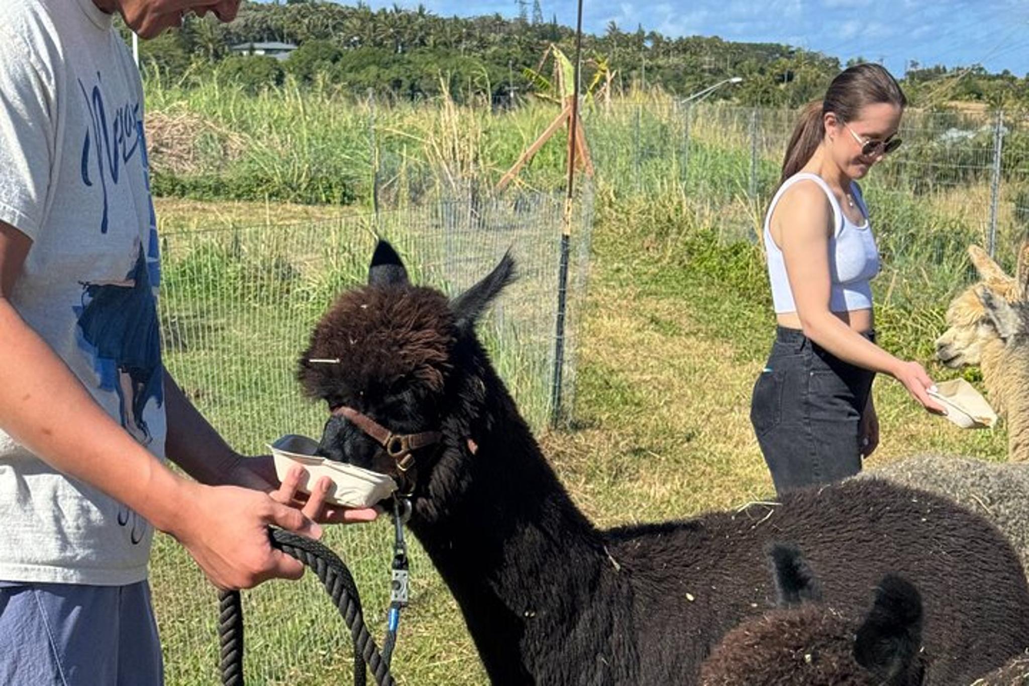 Hana Alpaca Farm Experience - Image 5
