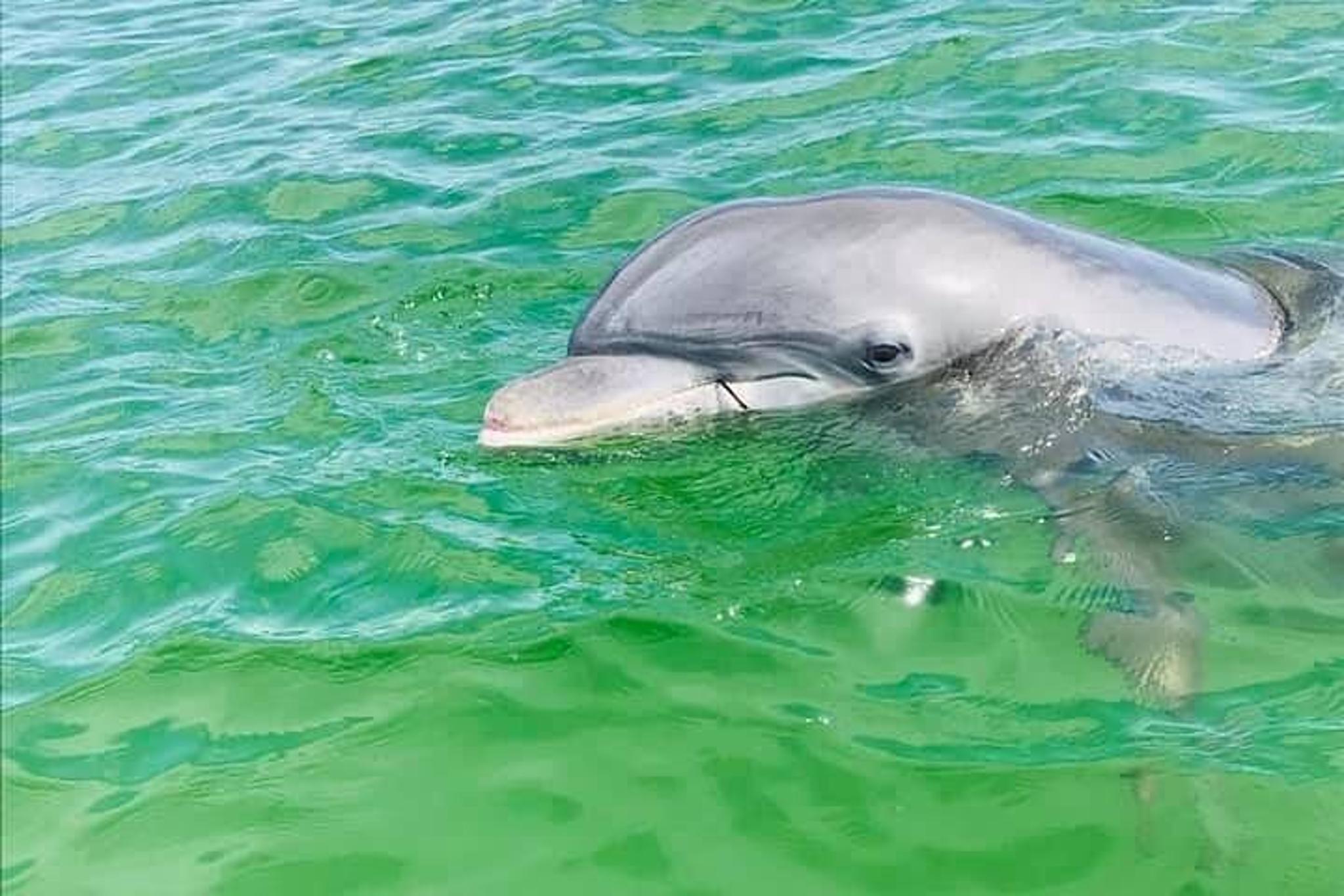 Pensacola Dolphin Cruise with Beach Stop 3 hr - Image 5