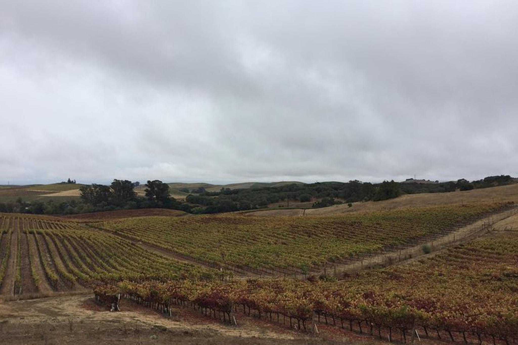 Napa Wine Country Limousine Tour - Image 4