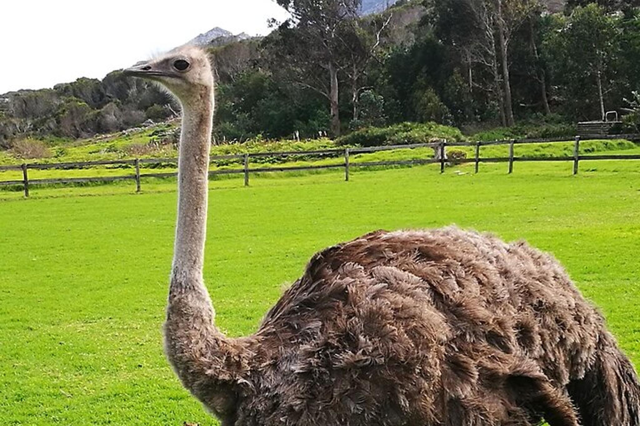 Cape Town Seal and Penguin Tour Full Day - Image 3