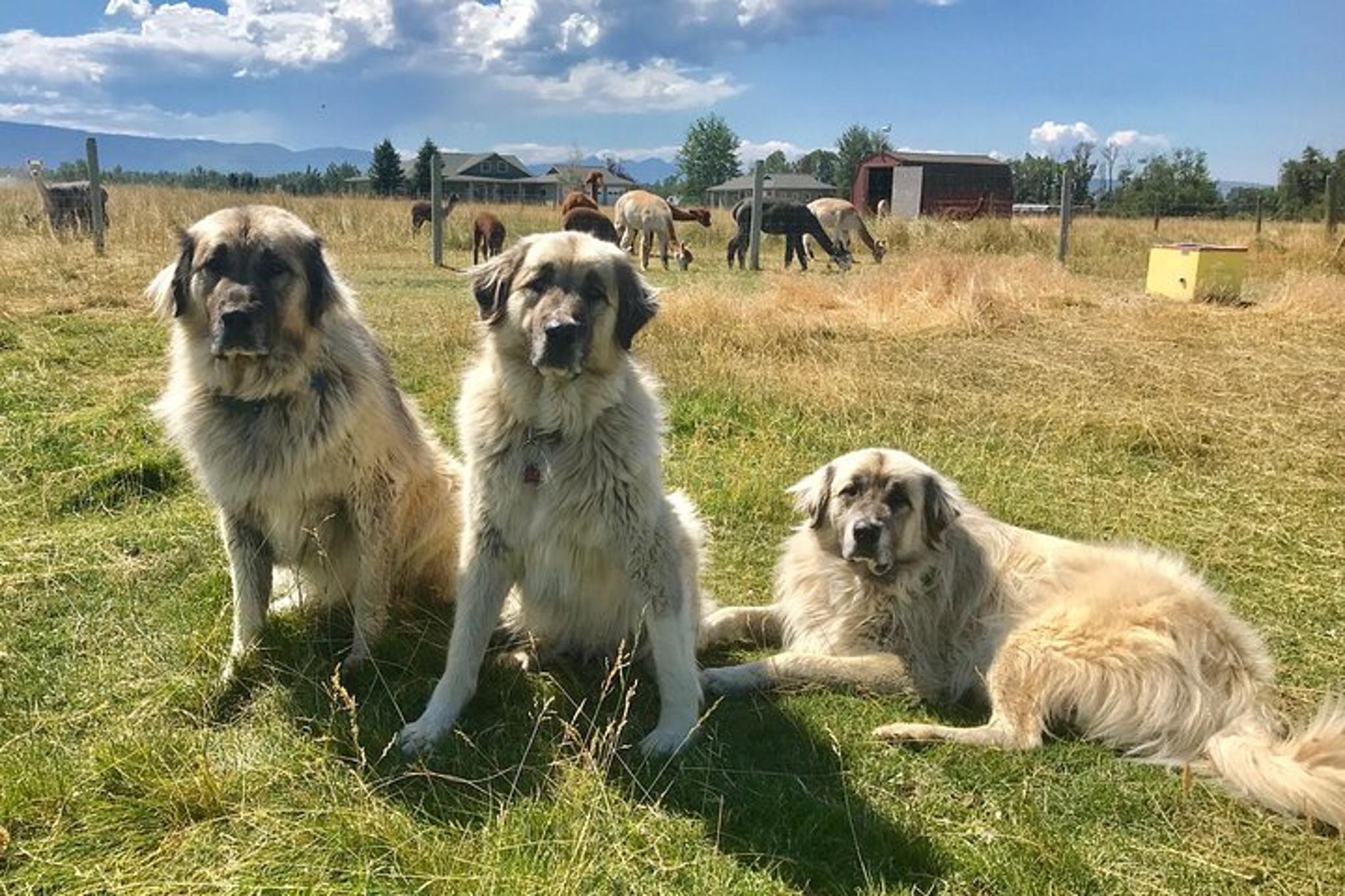 Bozeman Alpaca and Llama Farm Tour 90 Min - Image 6