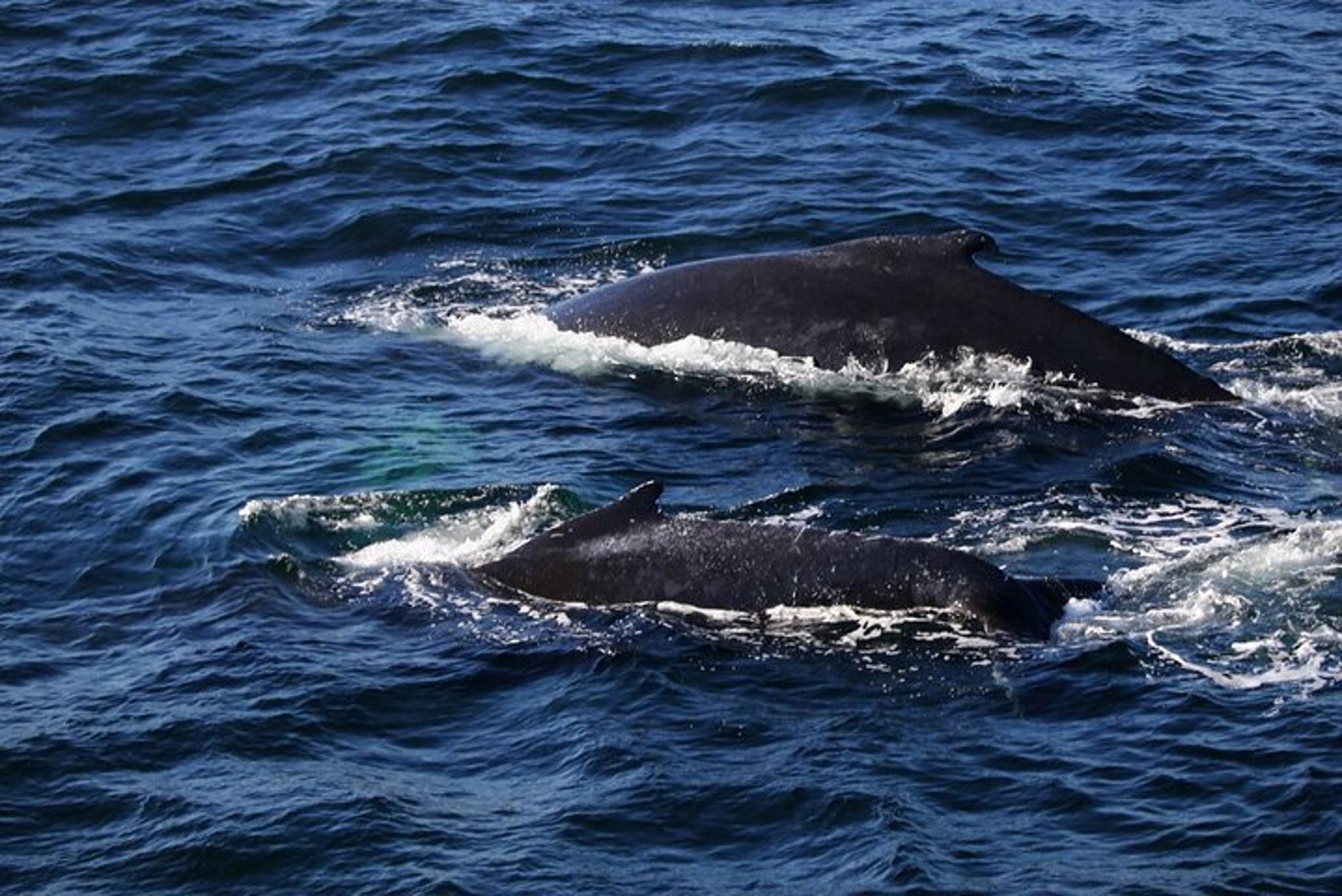 Boston Cape Cod Day Tour - Image 2