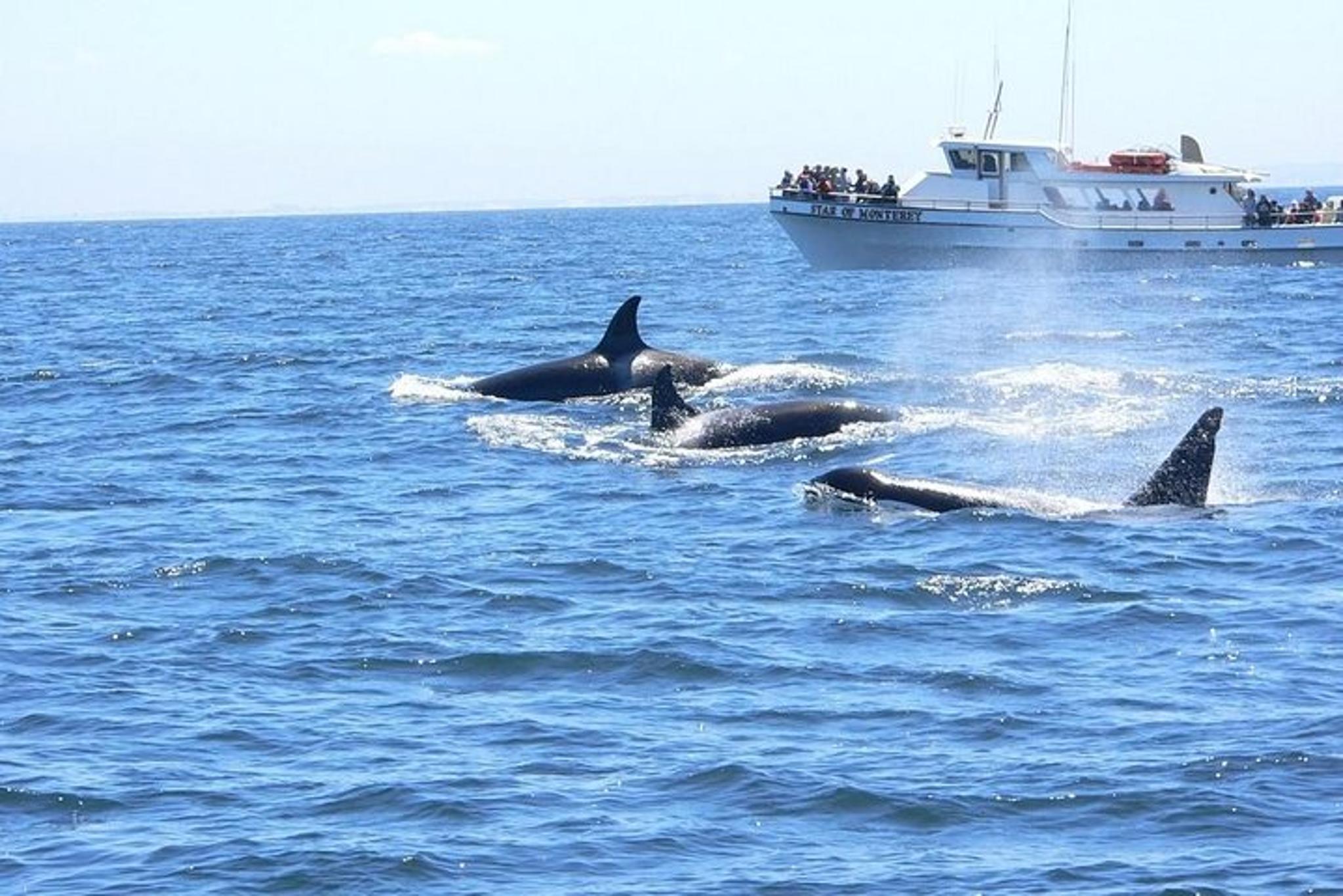 Monterey Whale Watching Tour - Image 2