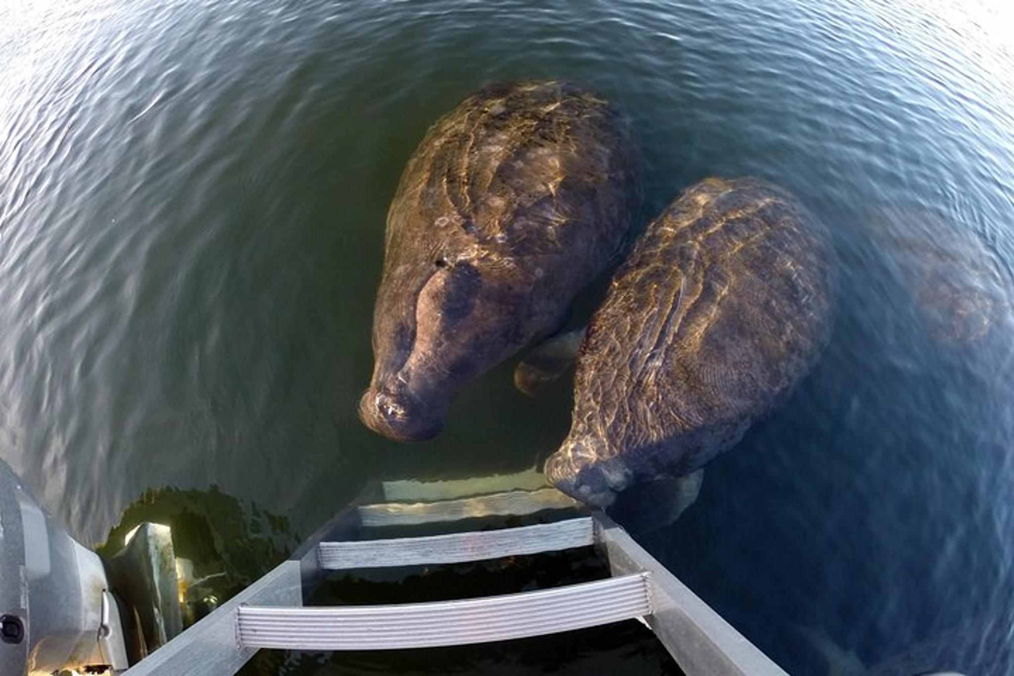 Crystal River Manatee Tour with Divemaster 3 hr - Image 2