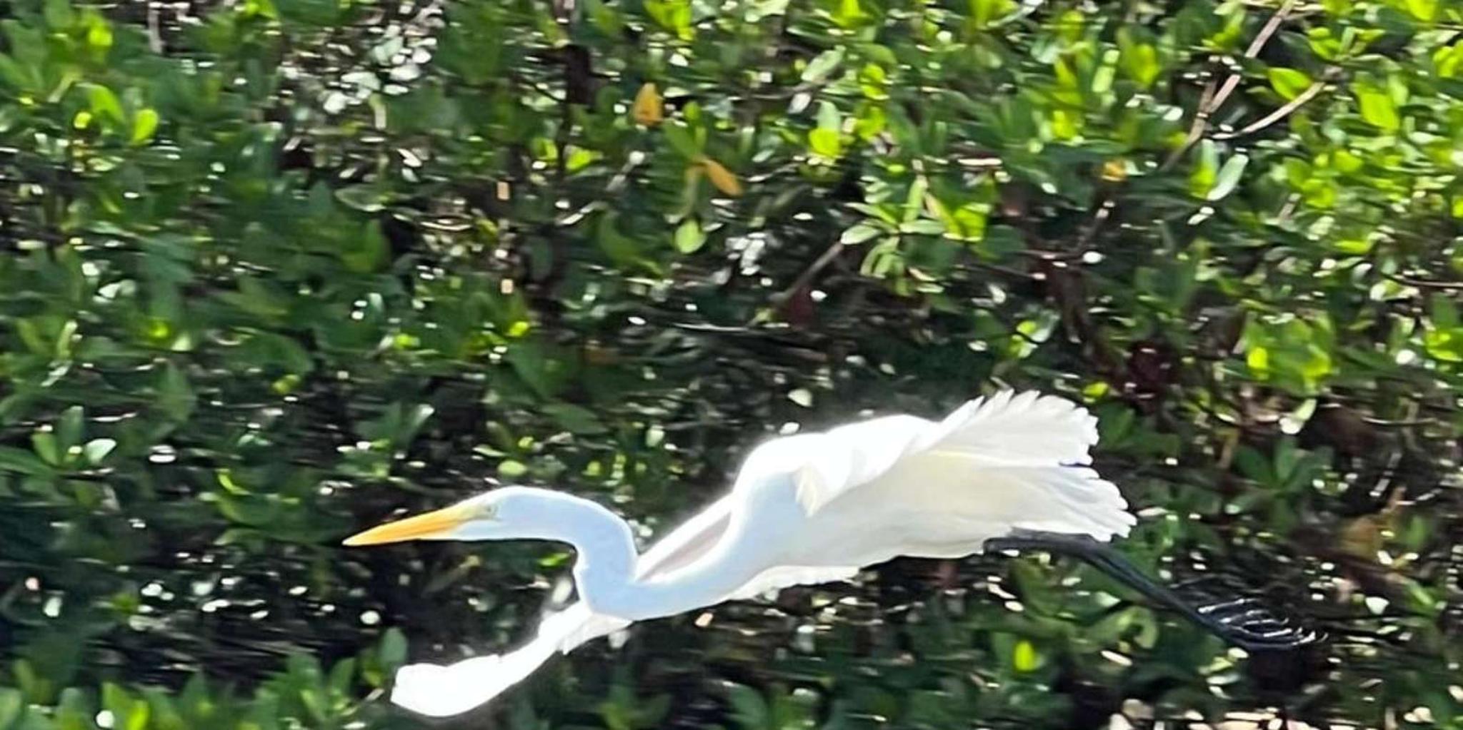 Naples Clear Kayak Eco Tour - Image 2
