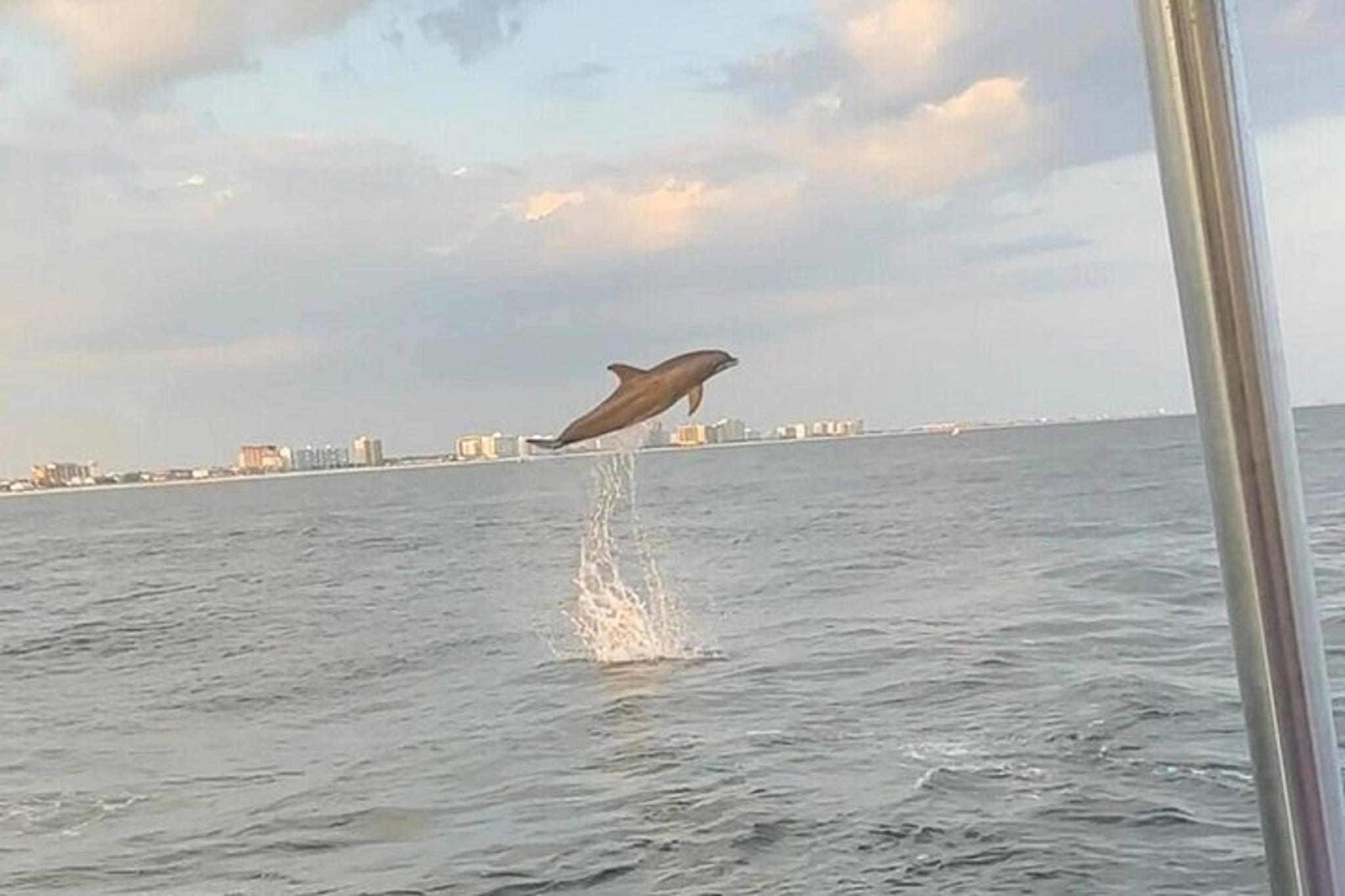Destin Harbor Eco Dolphin Cruise at Sunset - Image 6