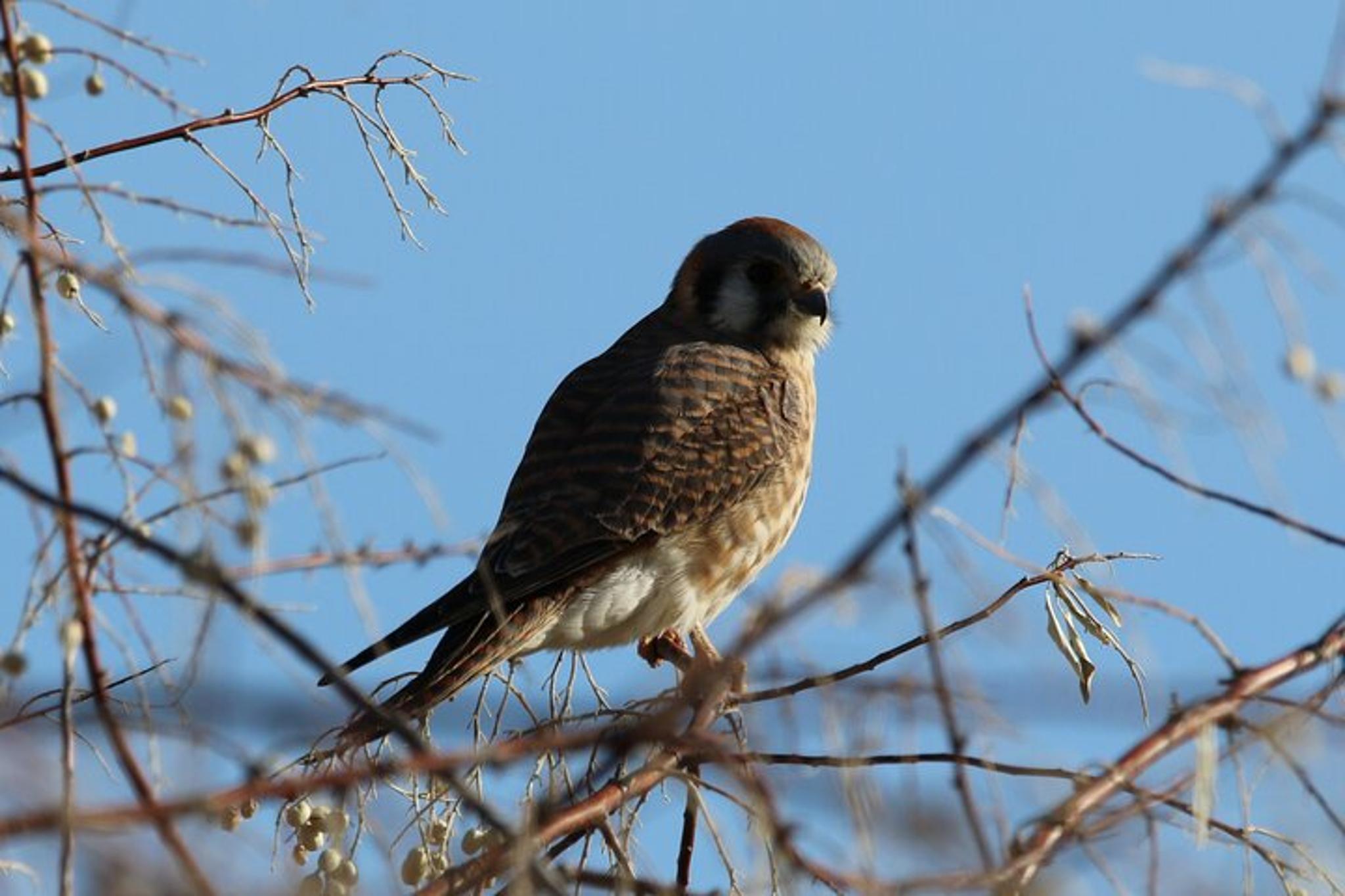 Denver Birds of Prey Tour with Lunch 9 hr - Image 6
