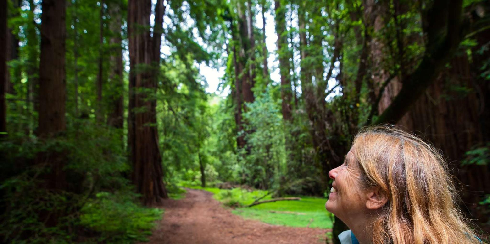 San Francisco Muir Woods and Sausalito Tour