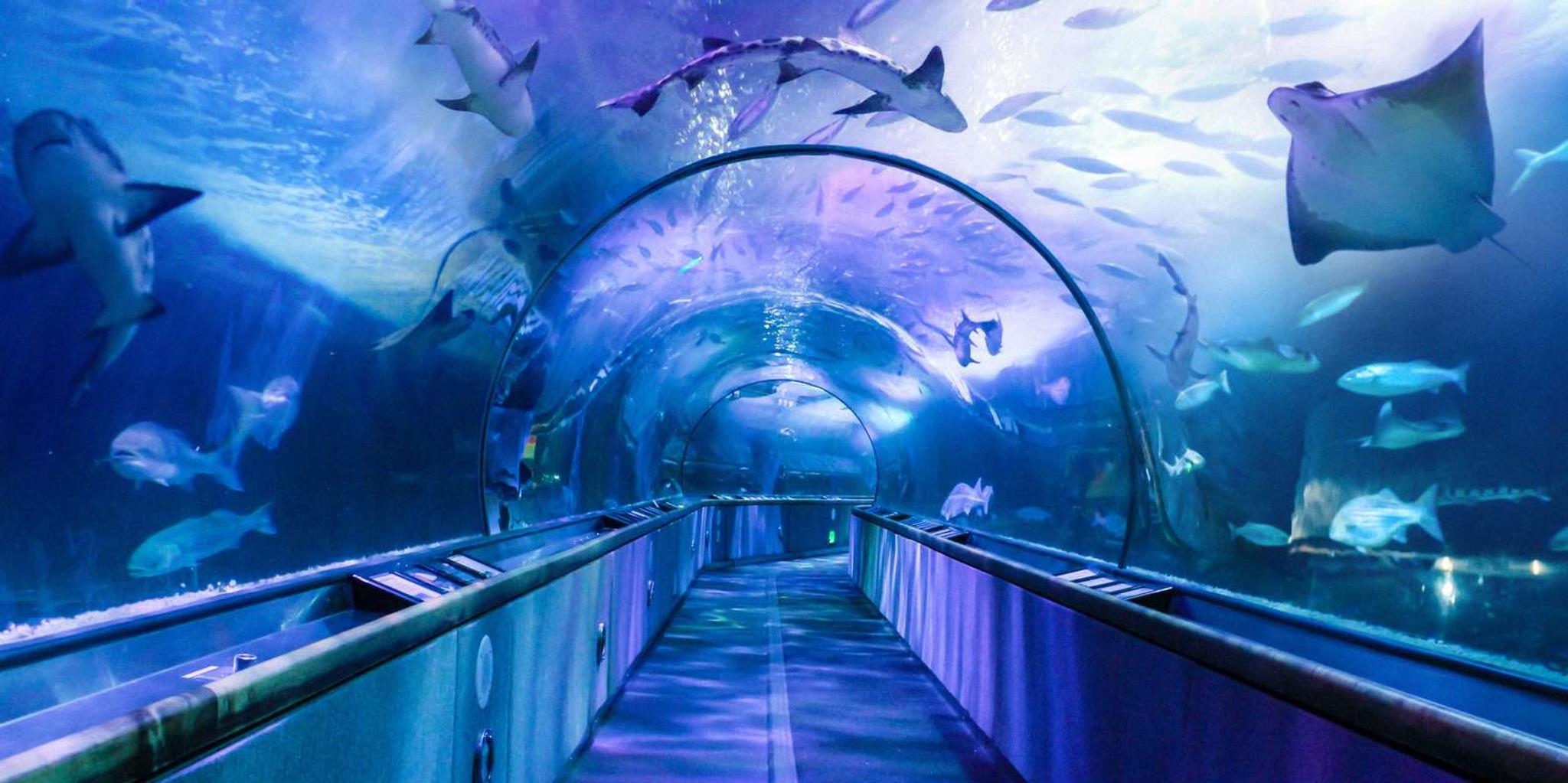 San Francisco City Attractions Pass - Image 5