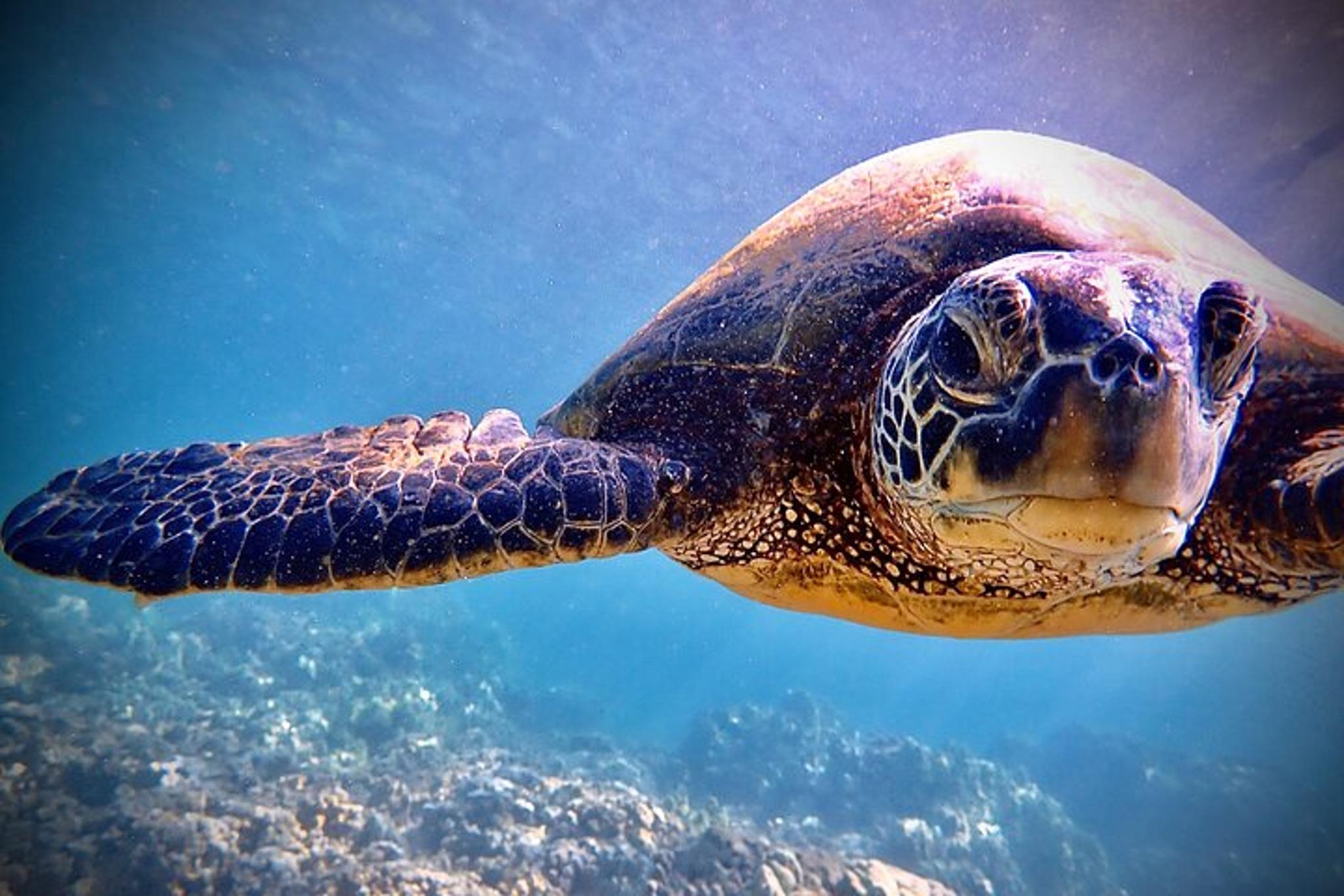 Maui Scuba Diving Adventure 3 hr