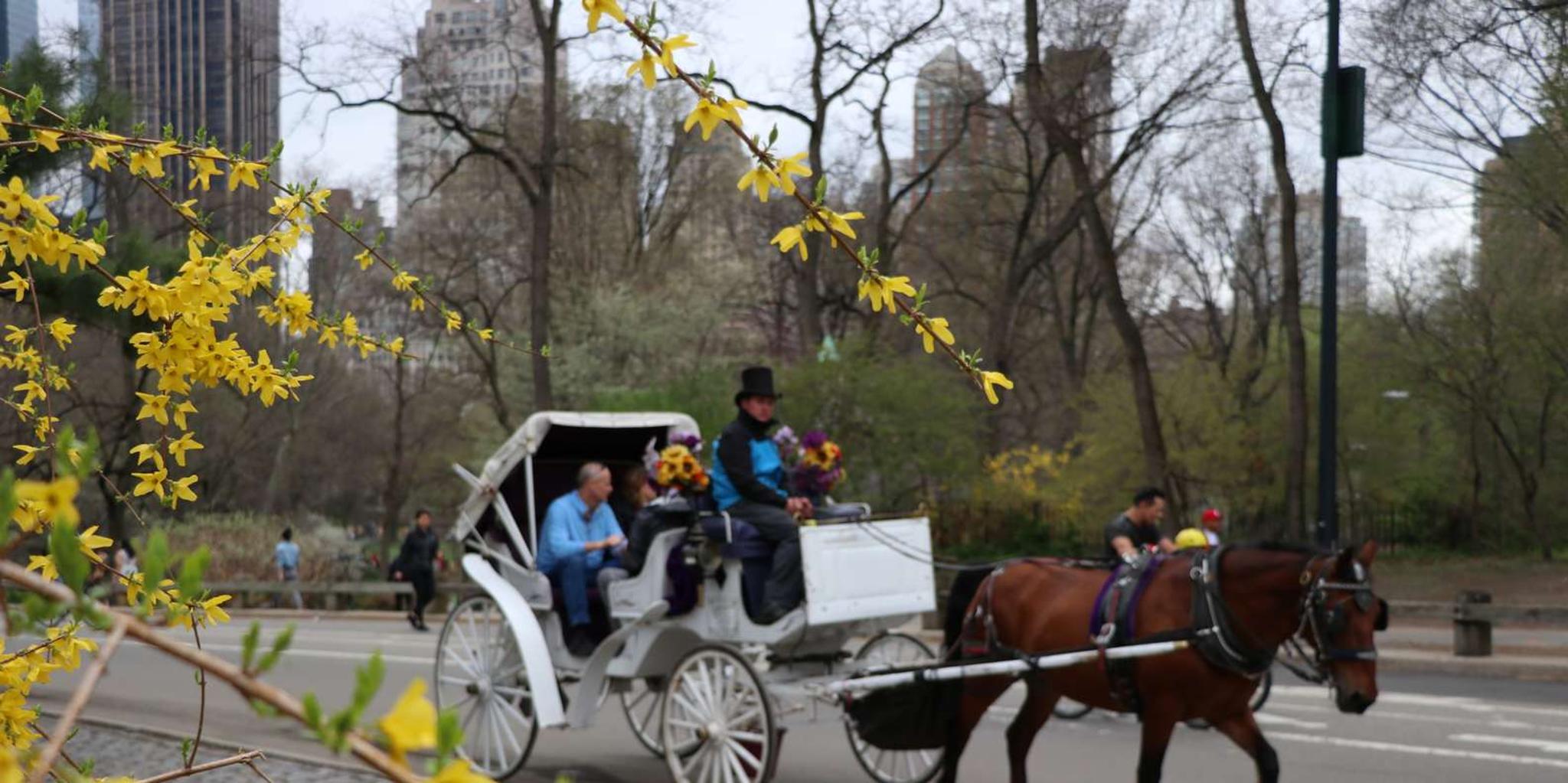 New York Central Park Carriage Tour - Image 4