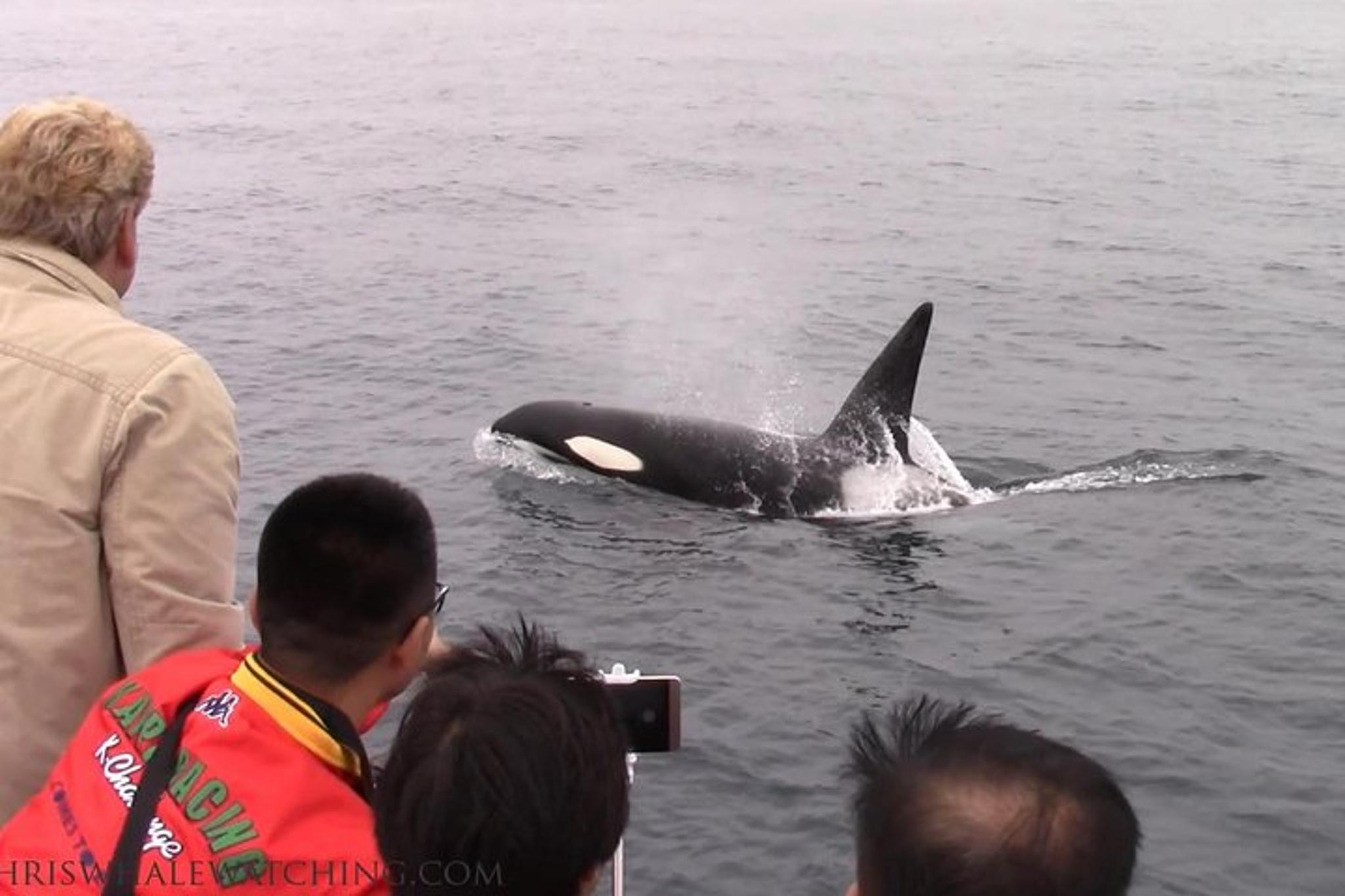 Monterey Whale Watching Tour - Image 6