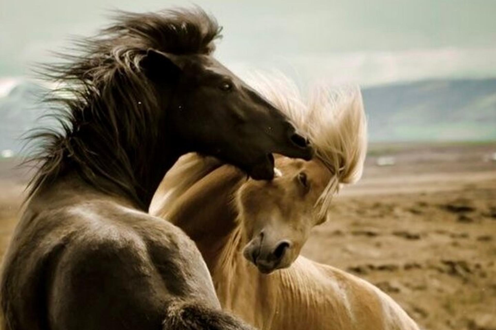 Cody Wild Mustang Van Tour 4 hr