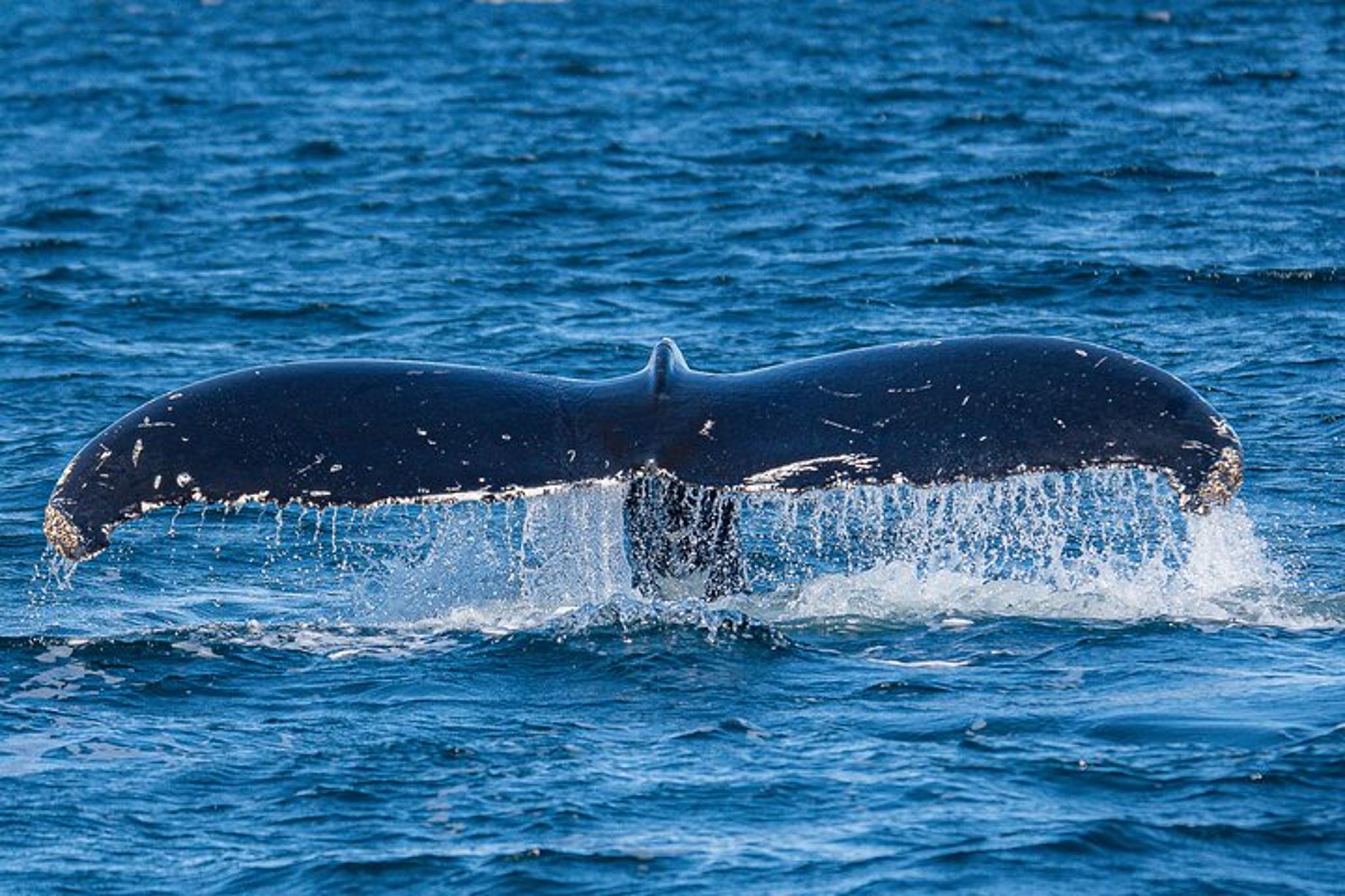 Ketchikan Alaskan Wildlife & Scenery Tour - Image 2