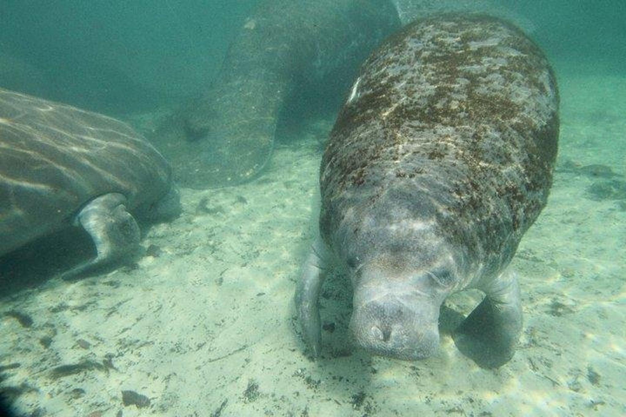 Crystal River Manatee Snorkeling Tour - Image 2