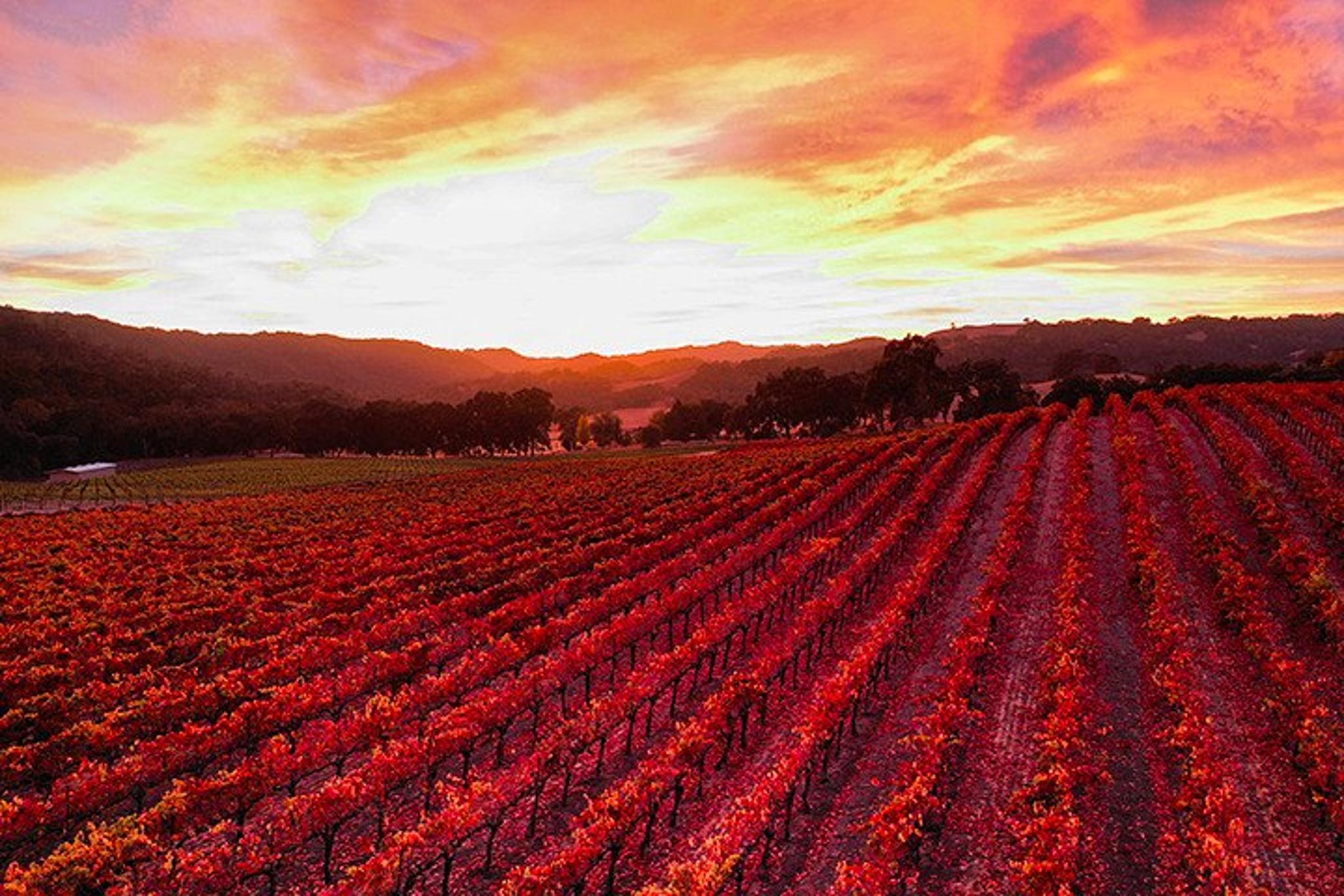 Paso Robles Wine Tasting Tour - Image 6