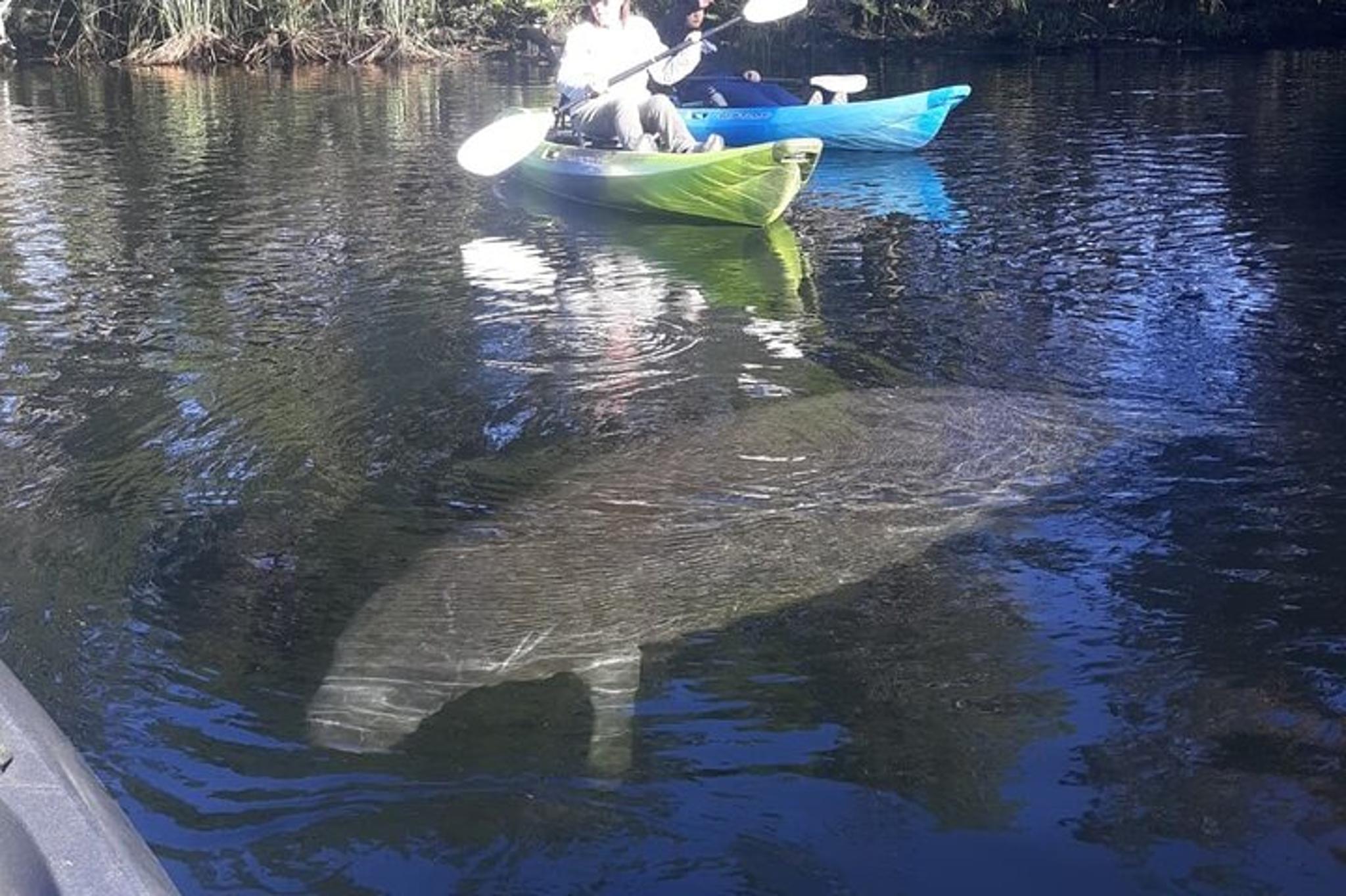 Chassahowitzka River Kayak Tour - Image 5