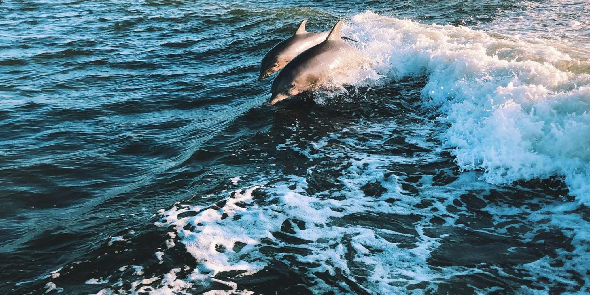 Panama City Dolphin Watching and Snorkeling Tour