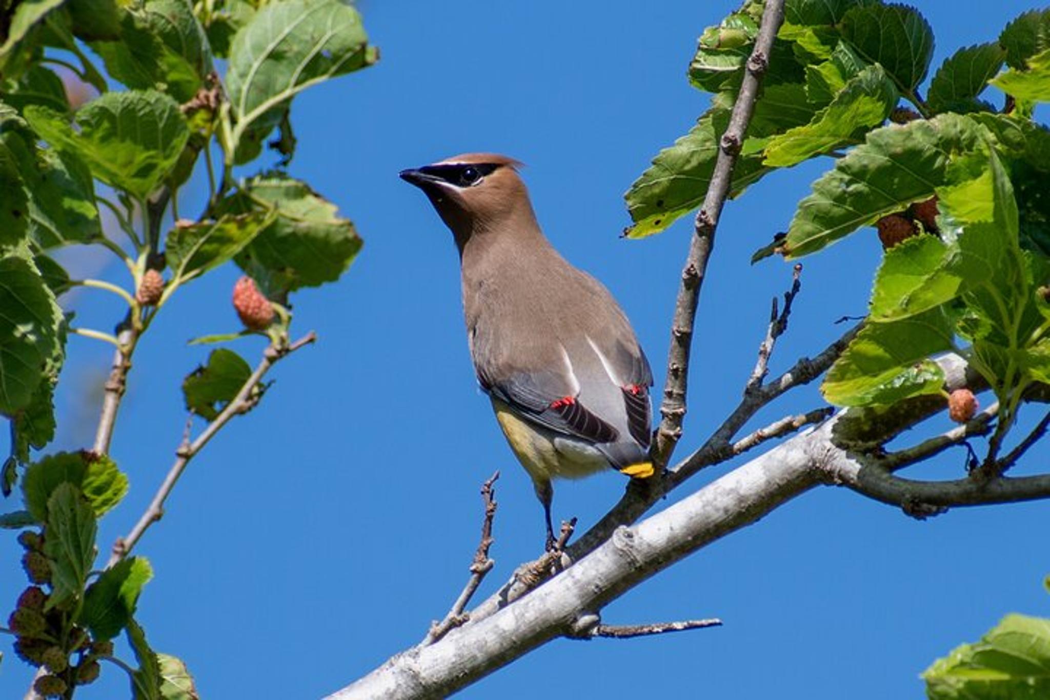 Charleston Birding Tour in Hampton Park - Image 2