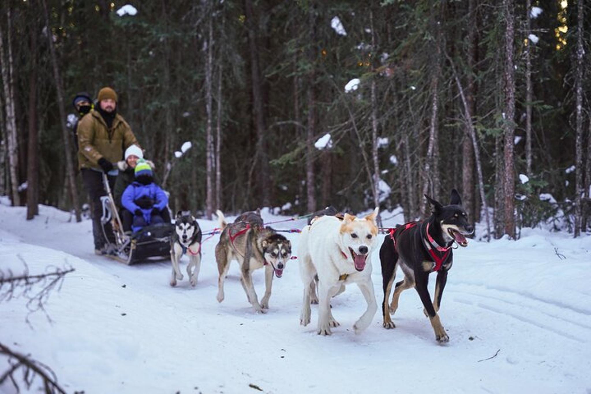 Borealis Basecamp Dogsled and Reindeer Day Trip - Image 3