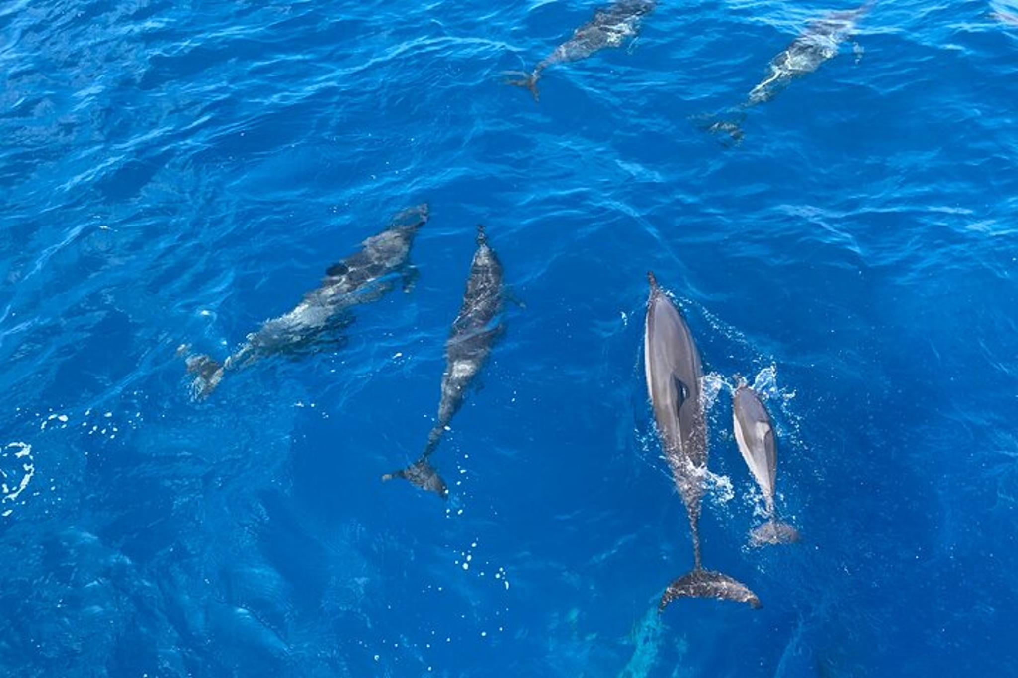 Kona Coast Private Charter Adventure - Image 2