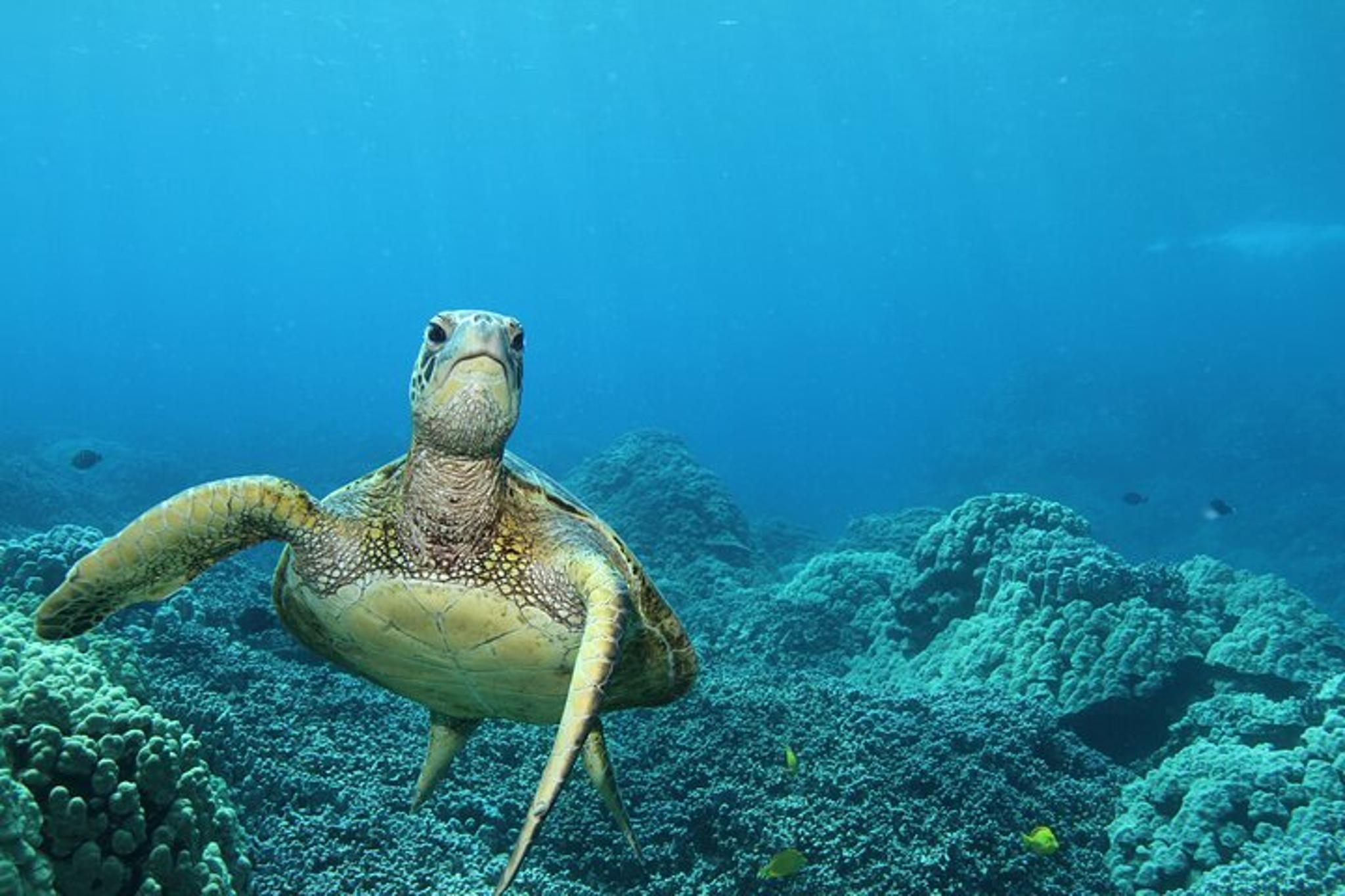 Captain Cook Snorkel Tour at Kealakekua Bay