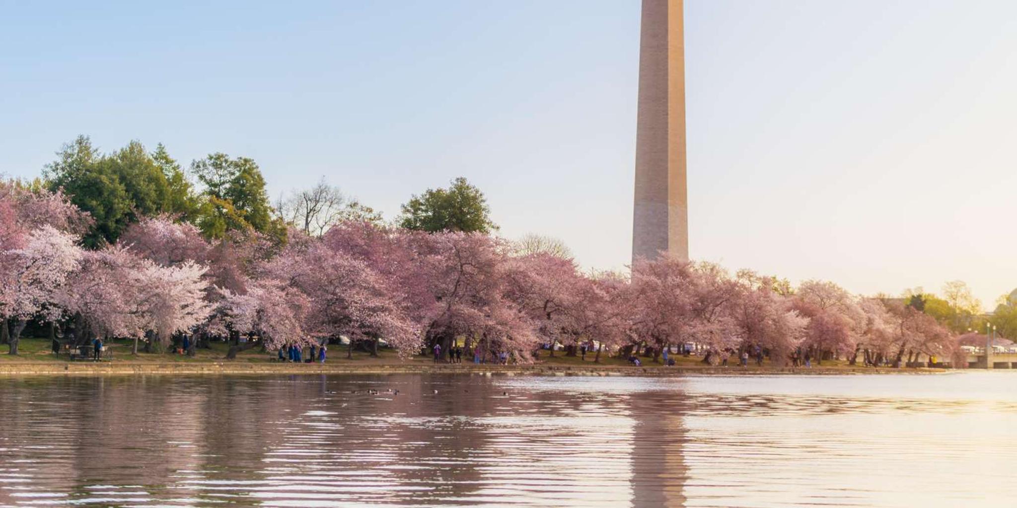 Washington DC Cherry Blossom Bus Tour with Tidal Basin Walk - Image 3
