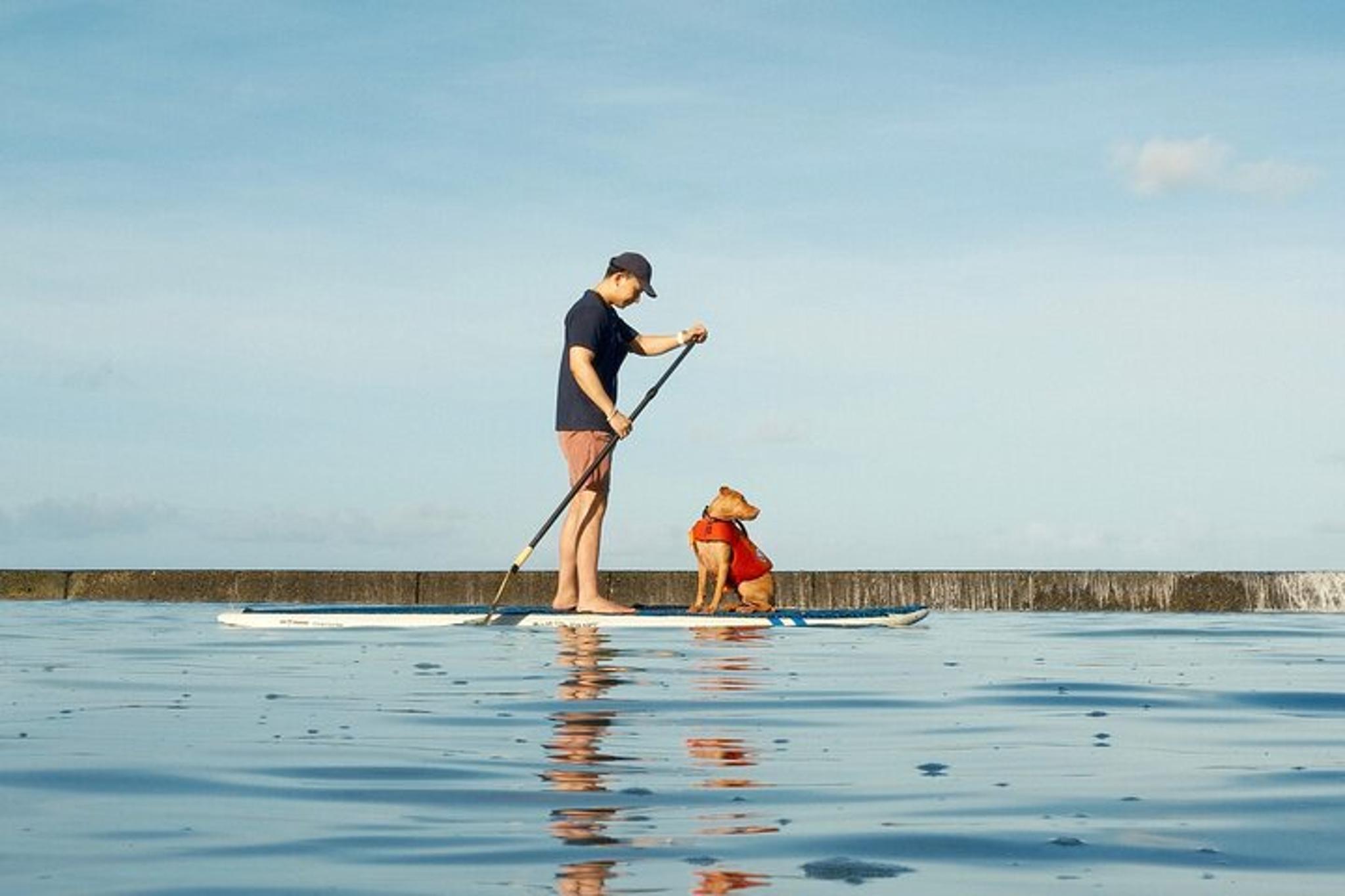 Honolulu Paddle Board with Rescue Dogs 90 min - Image 6