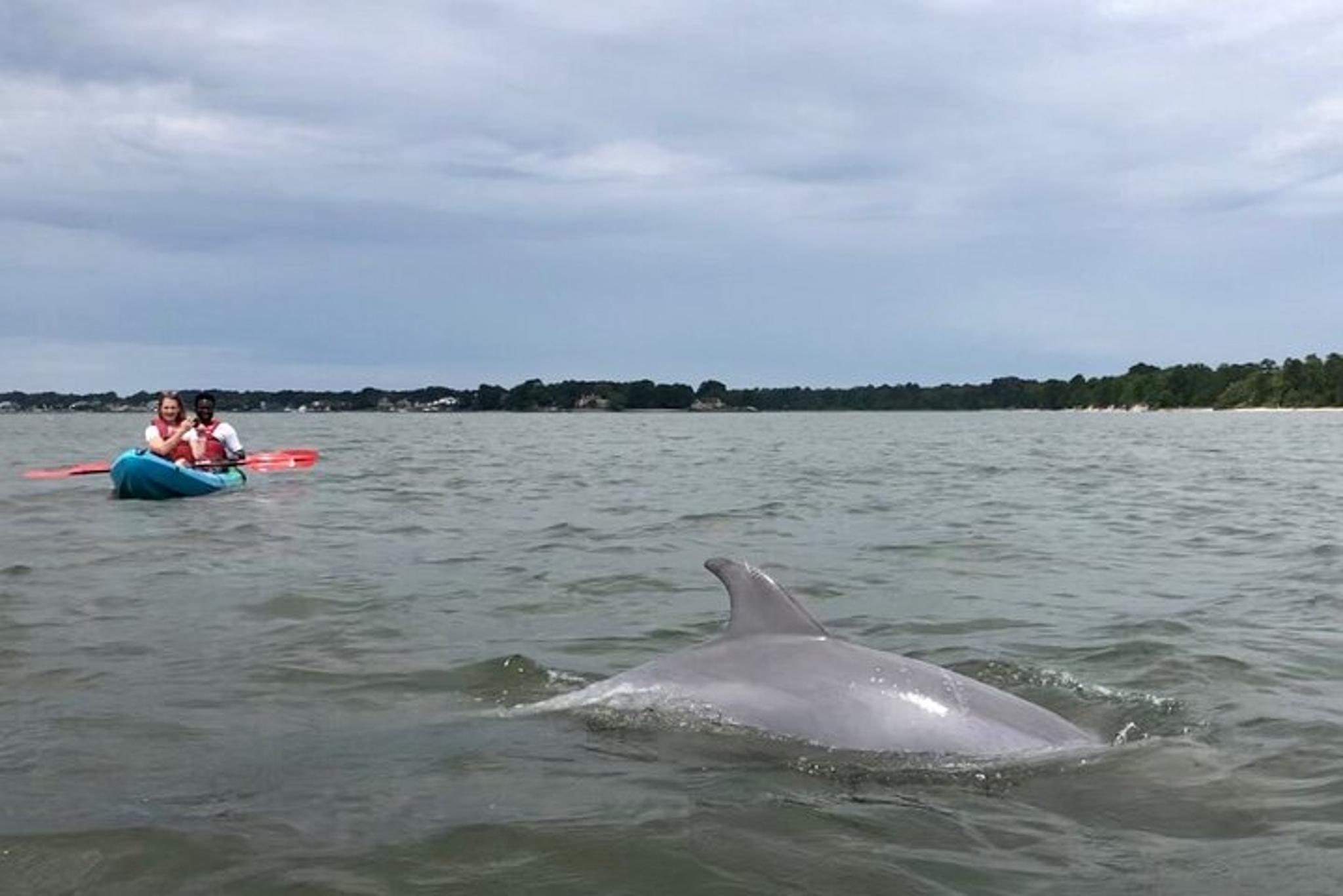 Virginia Beach Kayak Dolphin Experience - Image 4
