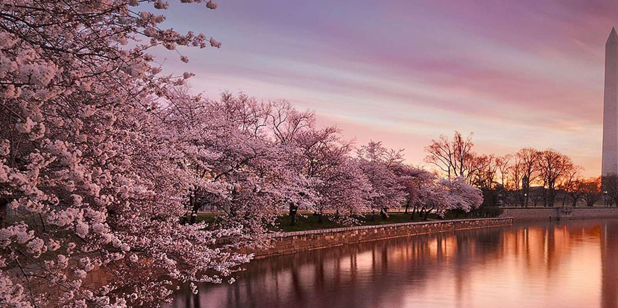 Washington DC Cherry Blossom Bus Tour with Tidal Basin Walk - Image 1